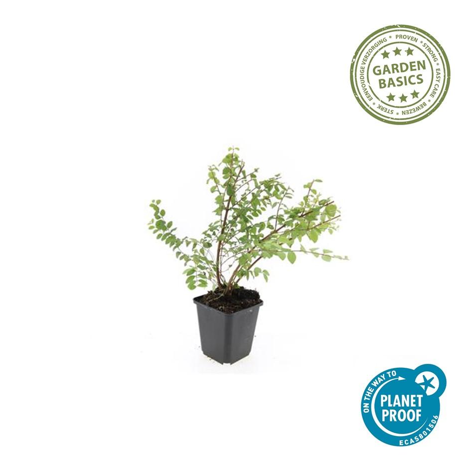 Niedrige Purpurbeere - Symphoricarpos ch. 'Hancock' - ↕10-25cm - Ø9cm 20 Stück