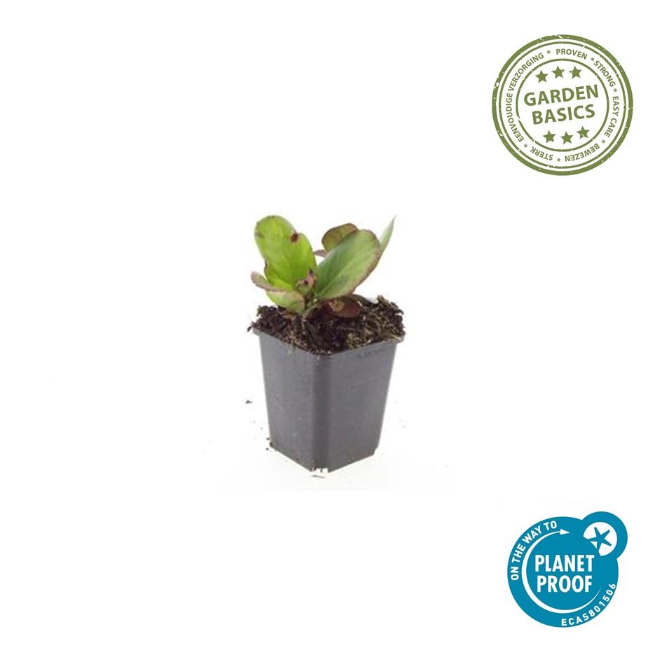 Herzblattbergenie - Bergenia cordifolia 'Herbstblüte'  - ↕10-25cm - Ø9cm 12 Stück