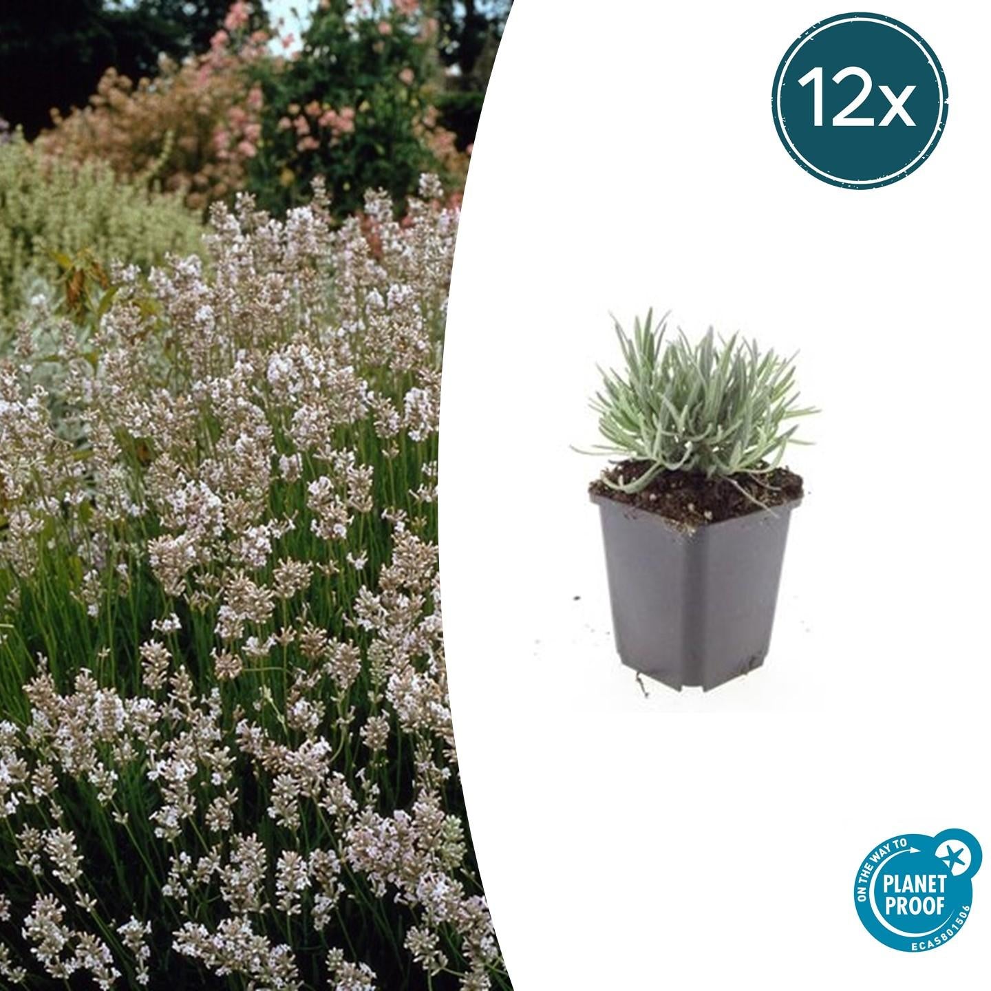 Weißer Lavendel - Lavandula int. 'Edelweiss' - ↕10-25cm - Ø9cm 12 Stück