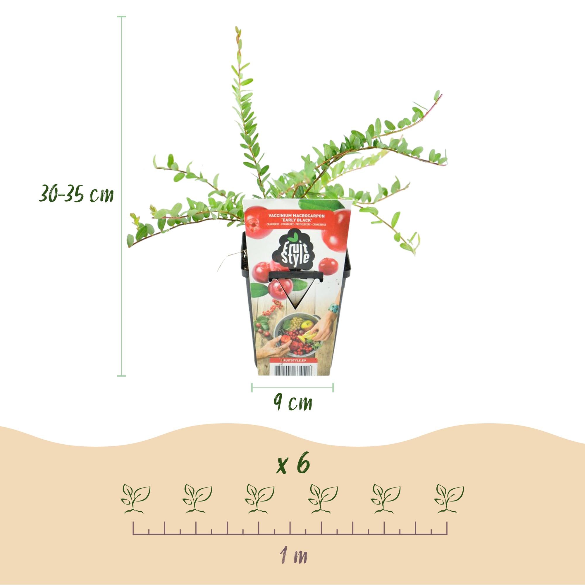 Blaubeeren - Vaccinium macrophylla Early Black - Winterhart - 3 Pflanzen - Topf 9 cm - Dunkelrote Beere