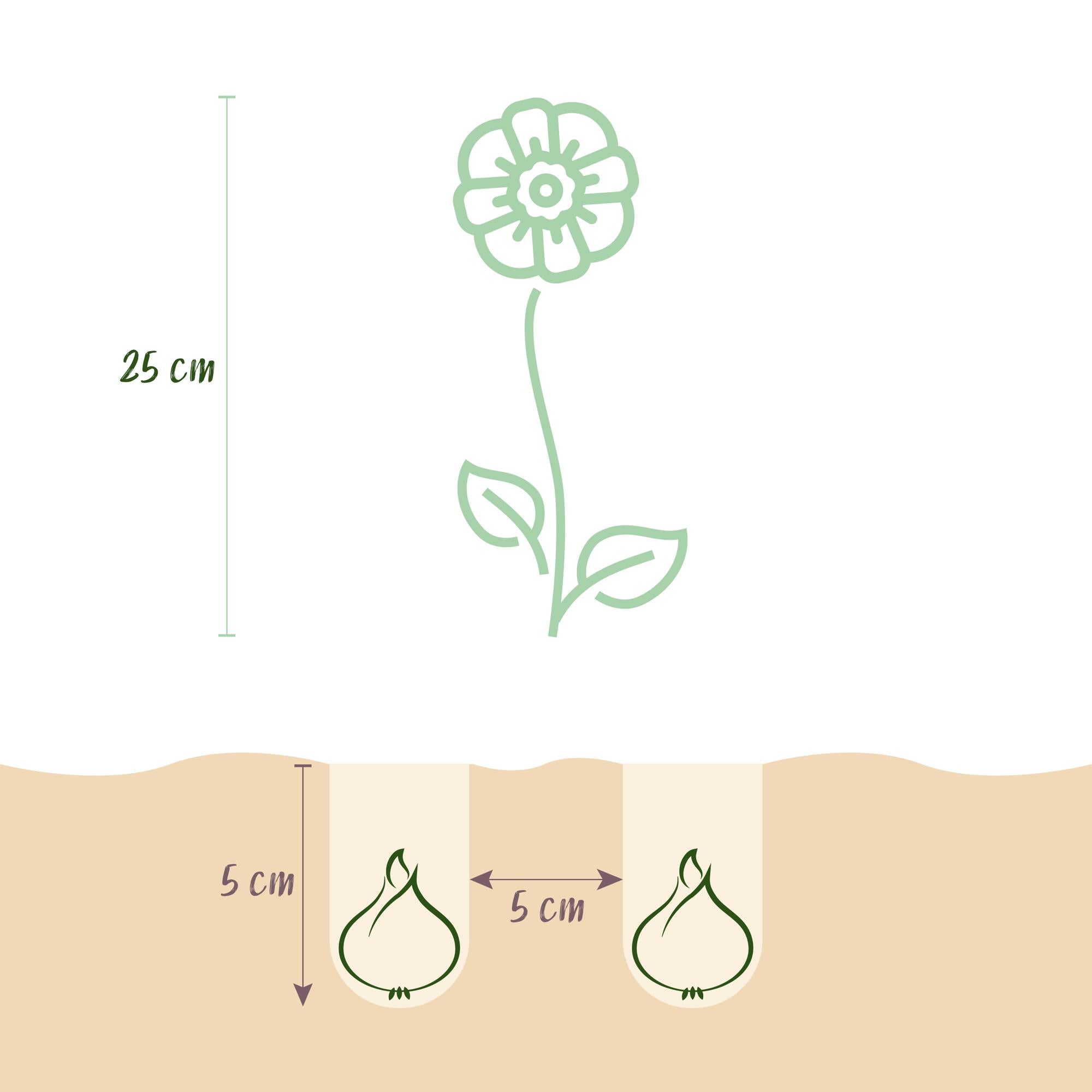 Türkischer Winterling - Eranthis Cilicica - Farbe Gelb - 25 Stück - Zwiebelgröße 4/5 - XXL Pack