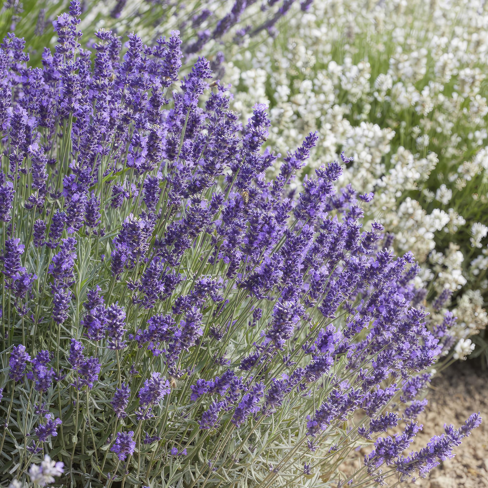 Lavendel - Lavandula 'Hidcote' - ↕10-25cm - Ø9cm 24 Stück