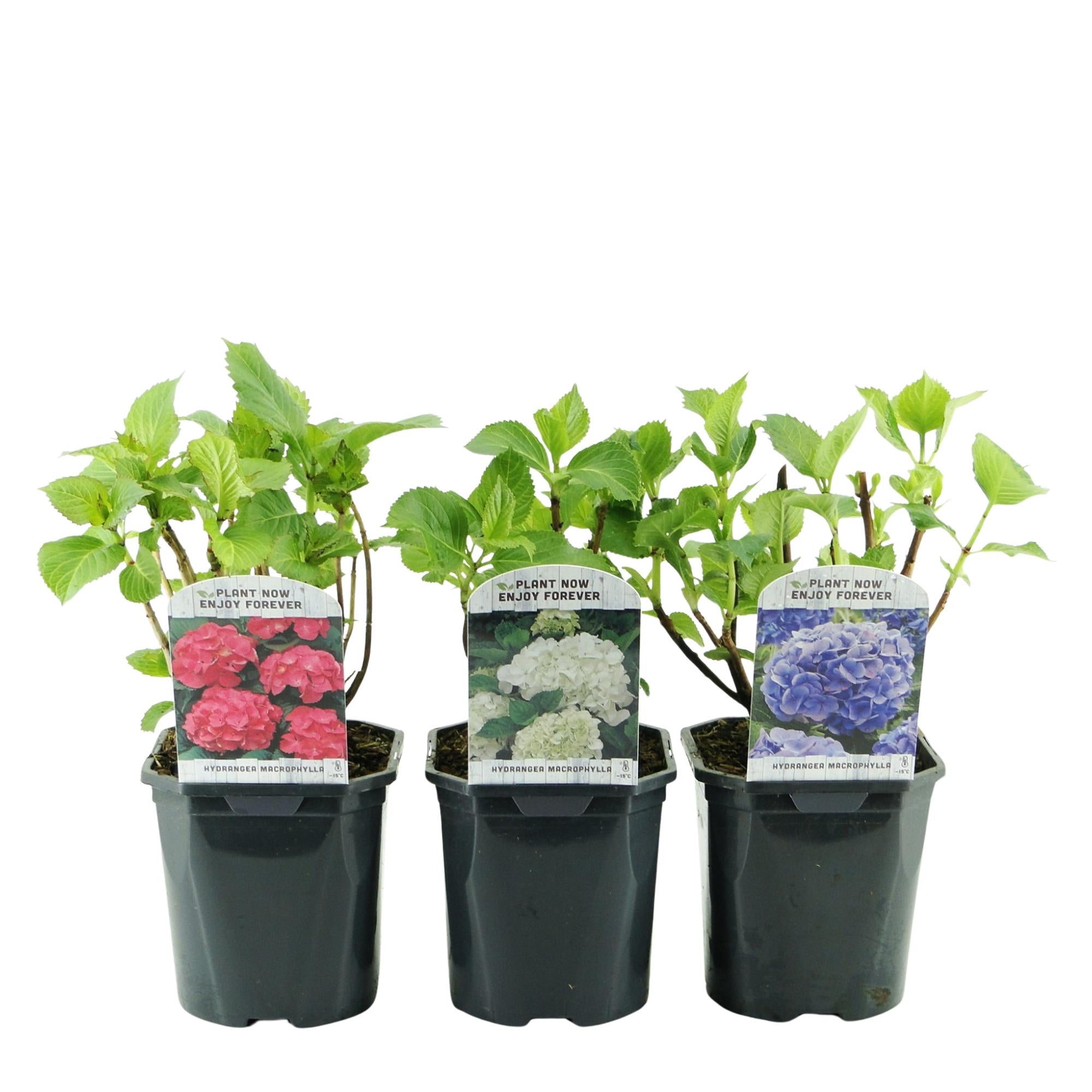 Gartenhortensien Set - Hydrangea macrophylla Tricolour - Blüte Blau, Rosa und Weiß - 3 Pflanzen - Laubabwerfend - Wenig Pflege - Topf 17cm Höhe 30cm