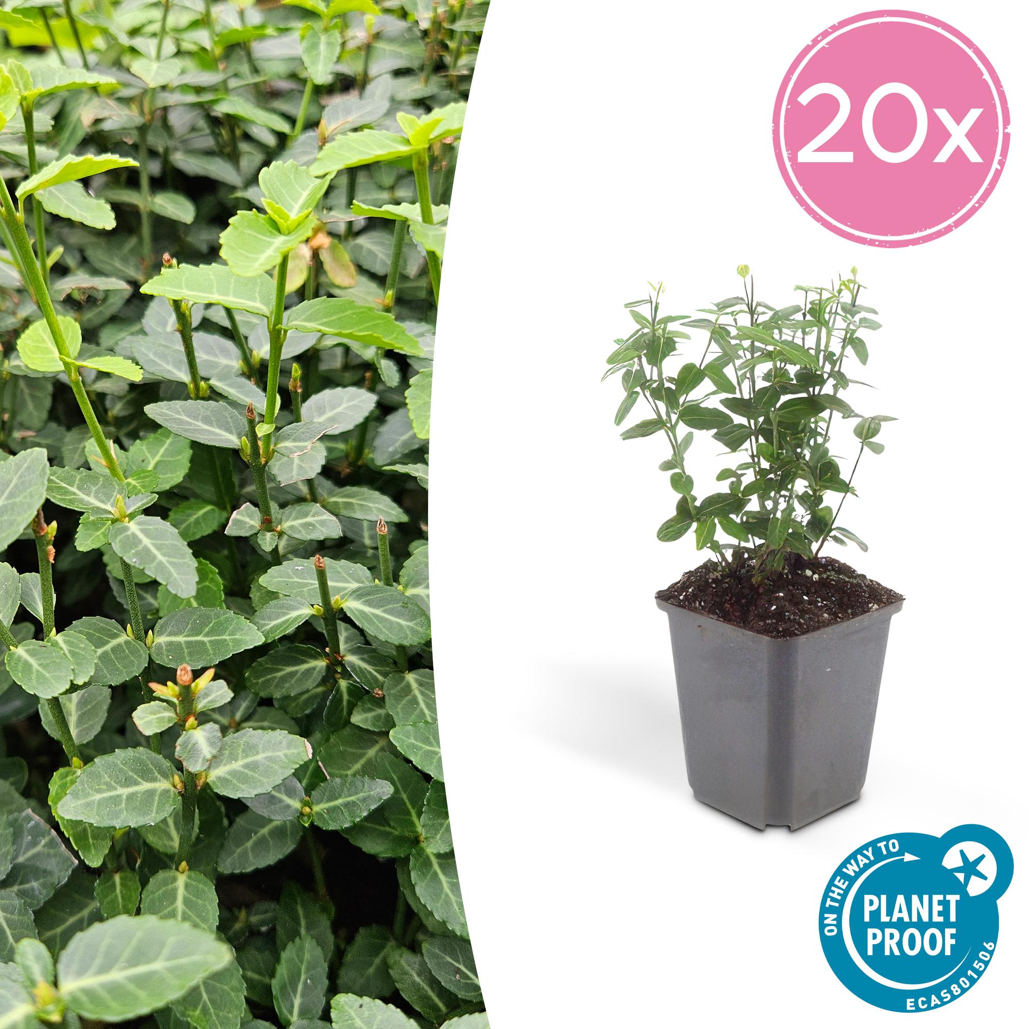 Immergrüne Kriechspindel - Euonymus fortunei radicans - ↕10-25cm - Ø9cm 20 Stück