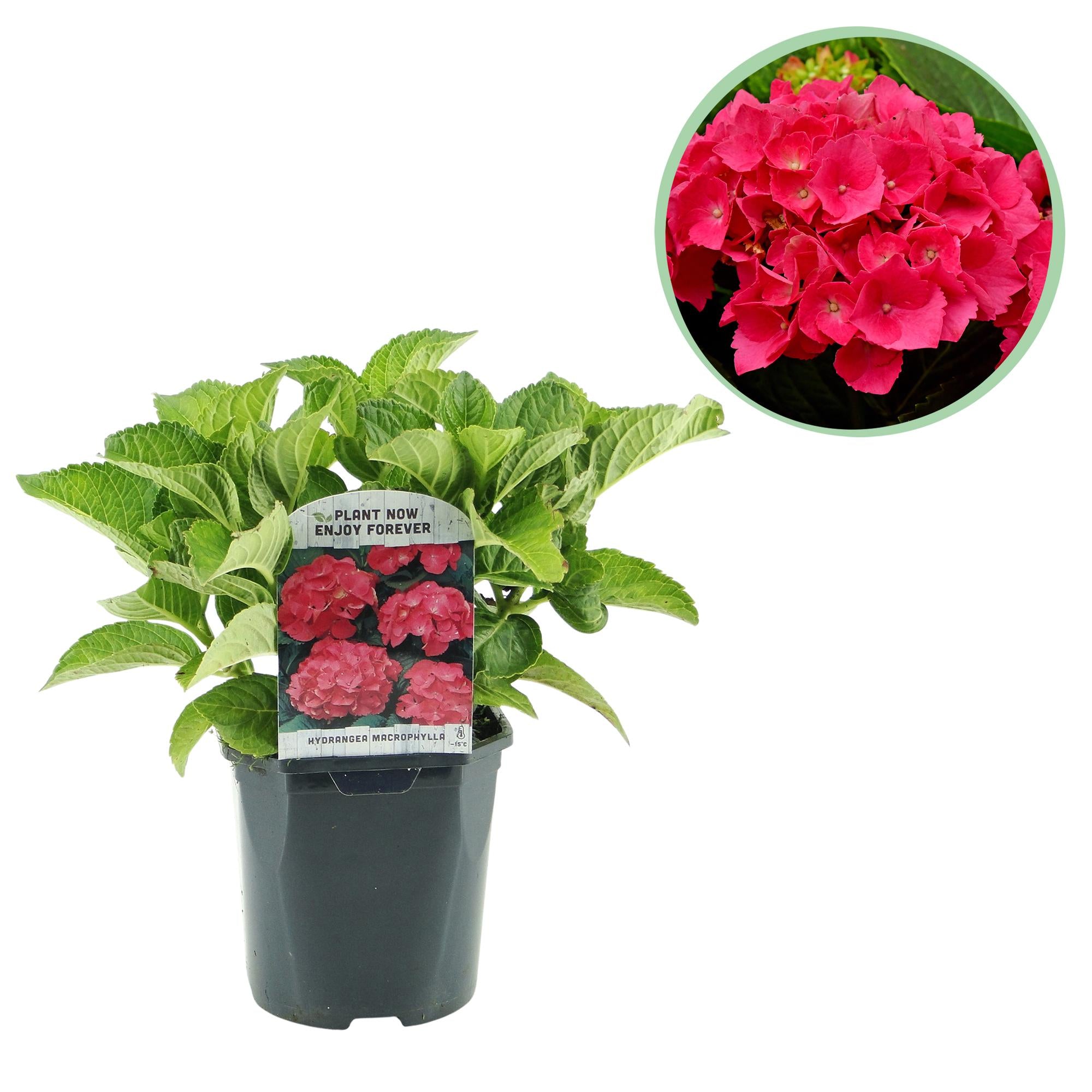 Gartenhortensie - Hortensie - Hydrangea macrophylla Rot - Blüte Rot - 1 Pflanze - Laubabwerfend - Wenig Pflege - Topf 17cm Höhe 30cm