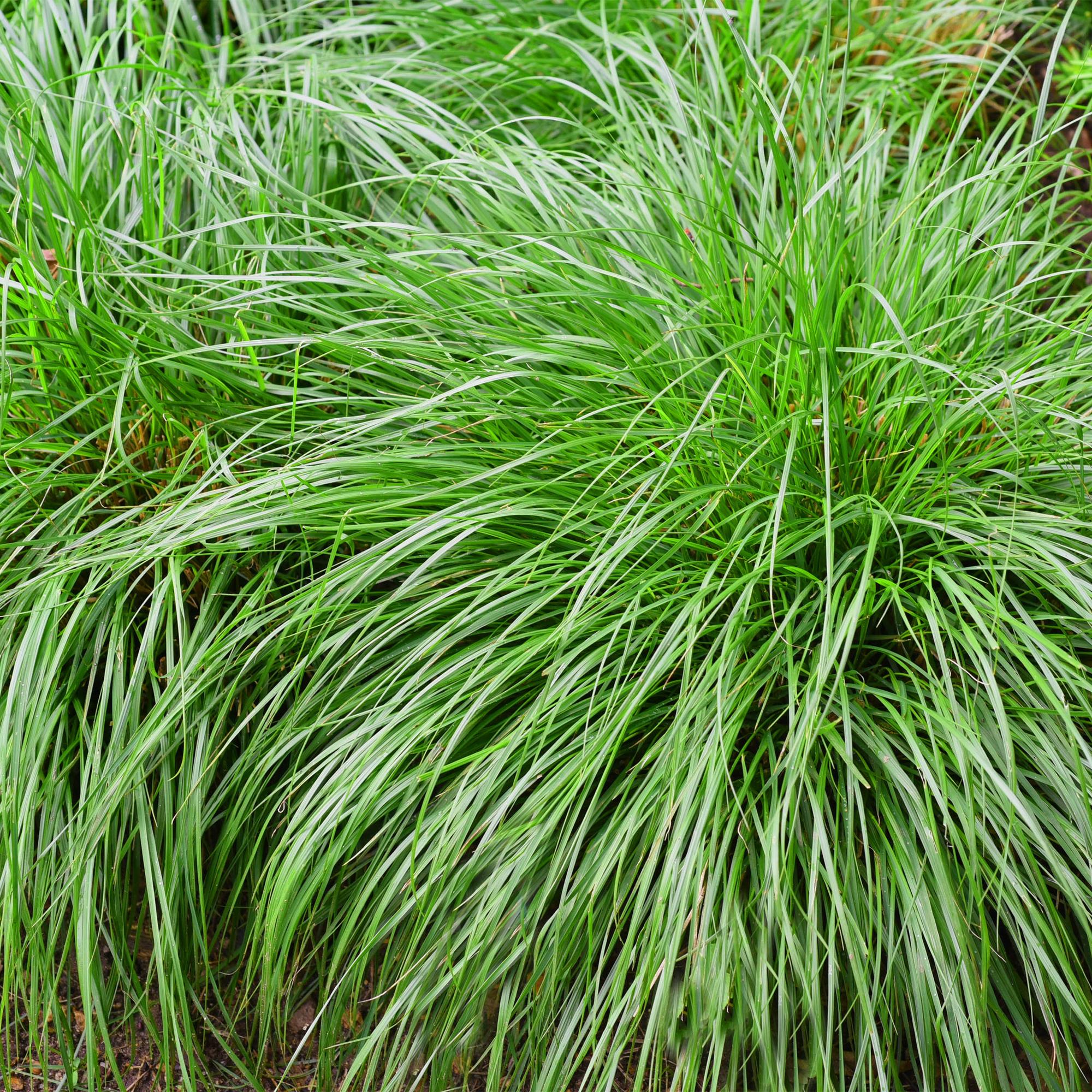 Ziergras - Carex oshimensis Intense Green - Grün - 2 Pflanzen - Immergrün - Wenig Pflege - Topf 17cm Höhe 50cm