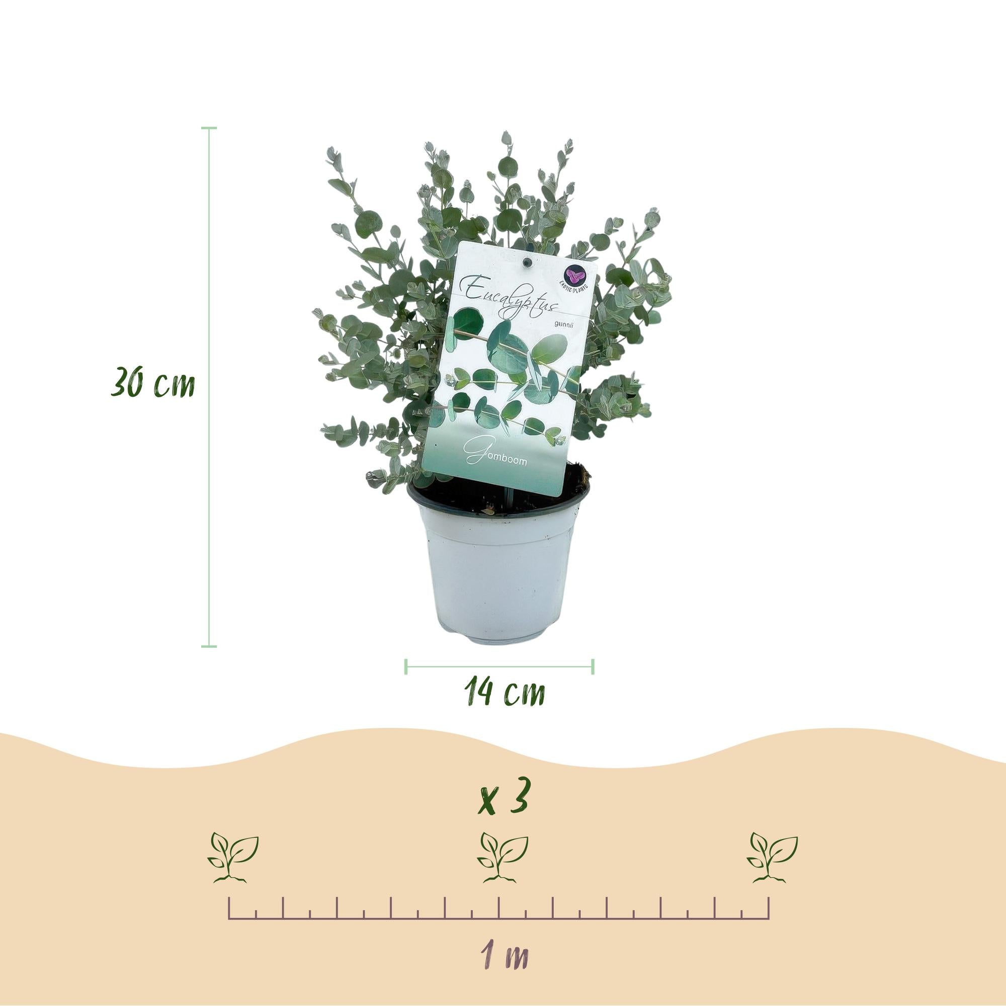 Eukalyptusbaum - Eucalyptus gunnii - Grau - 6 Pflanzen - Winterhart - Topf 14cm Höhe 30cm