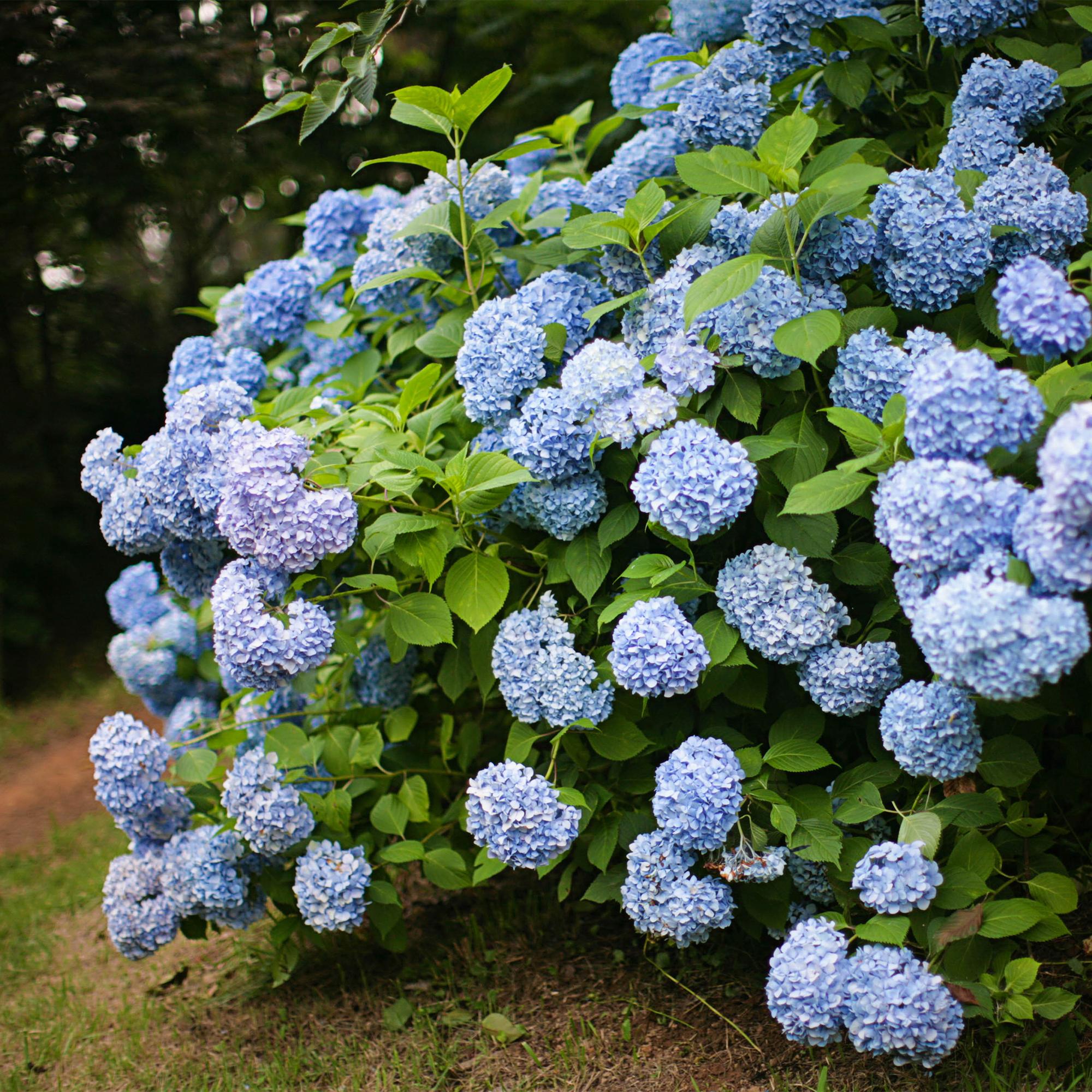 Gartenhortensie - Hortensie - Hydrangea macrophylla Blau - Blüte Blau - 1 Pflanze - Laubabwerfend - Wenig Pflege - Topf 17cm Höhe 30cm