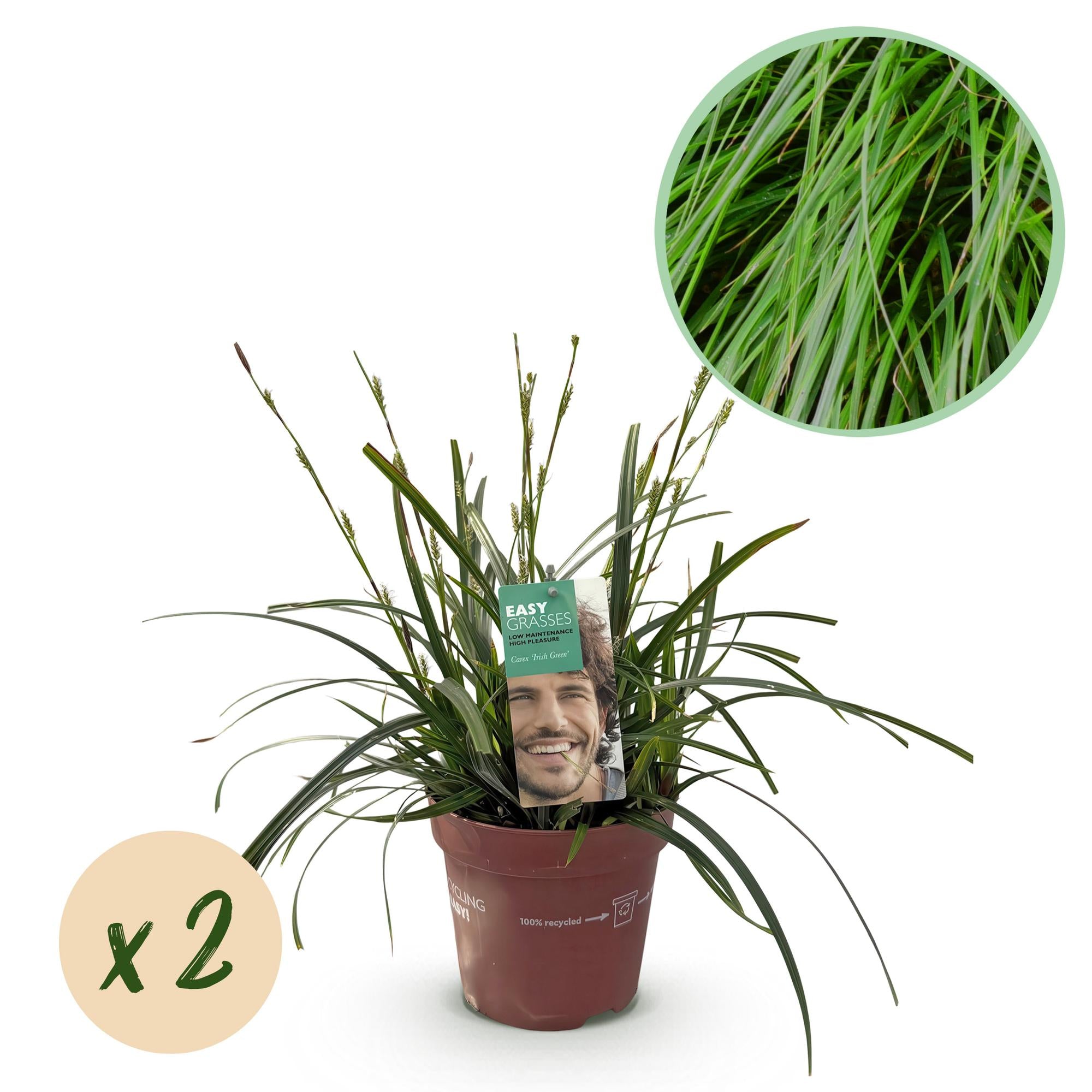 Ziergras - Carex oshimensis Intense Green - Grün - 2 Pflanzen - Immergrün - Wenig Pflege - Topf 17cm Höhe 50cm