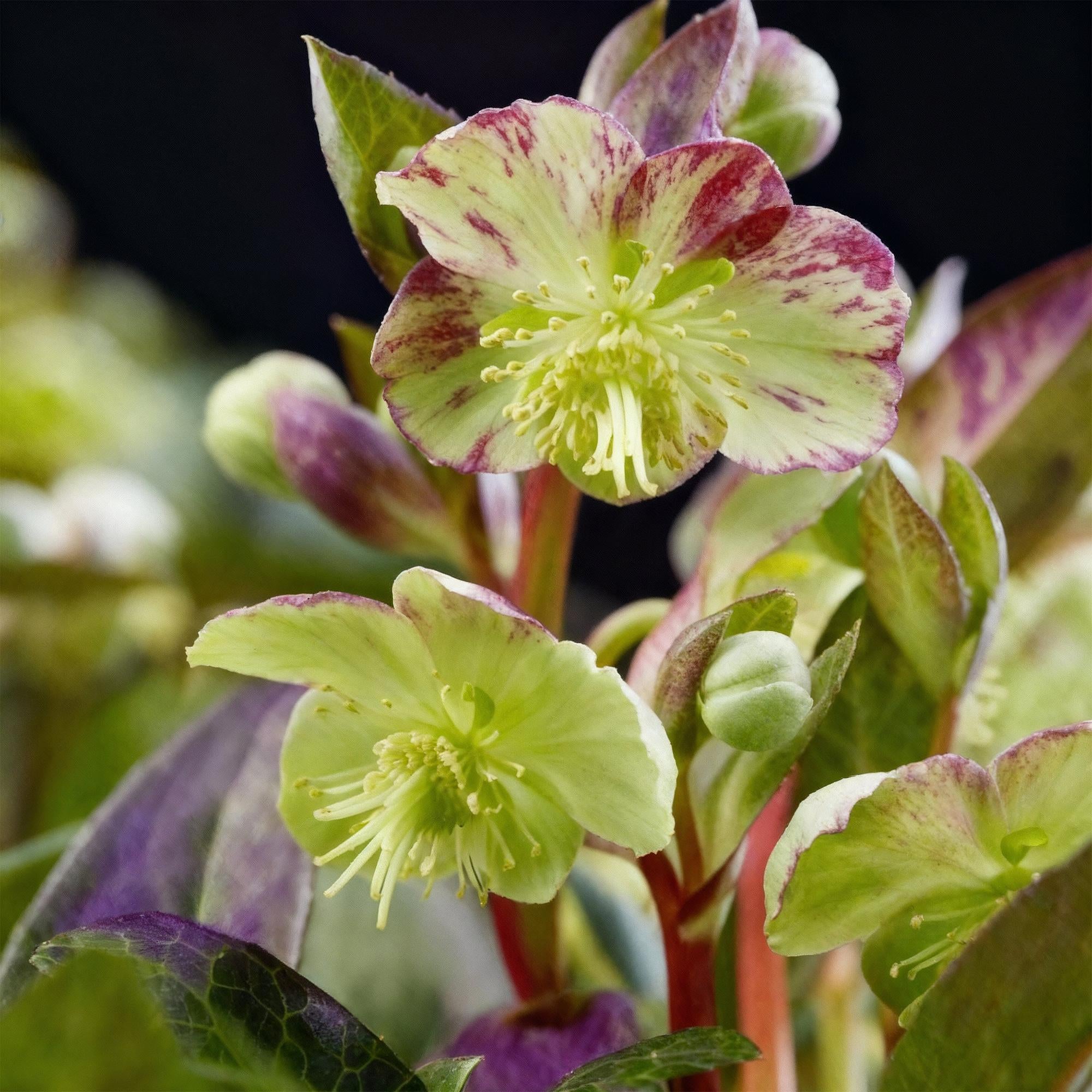 Christrosen Set - Helleborus lividus Purple Marble - Lila Blüte - Topf 14cm Höhe 35cm