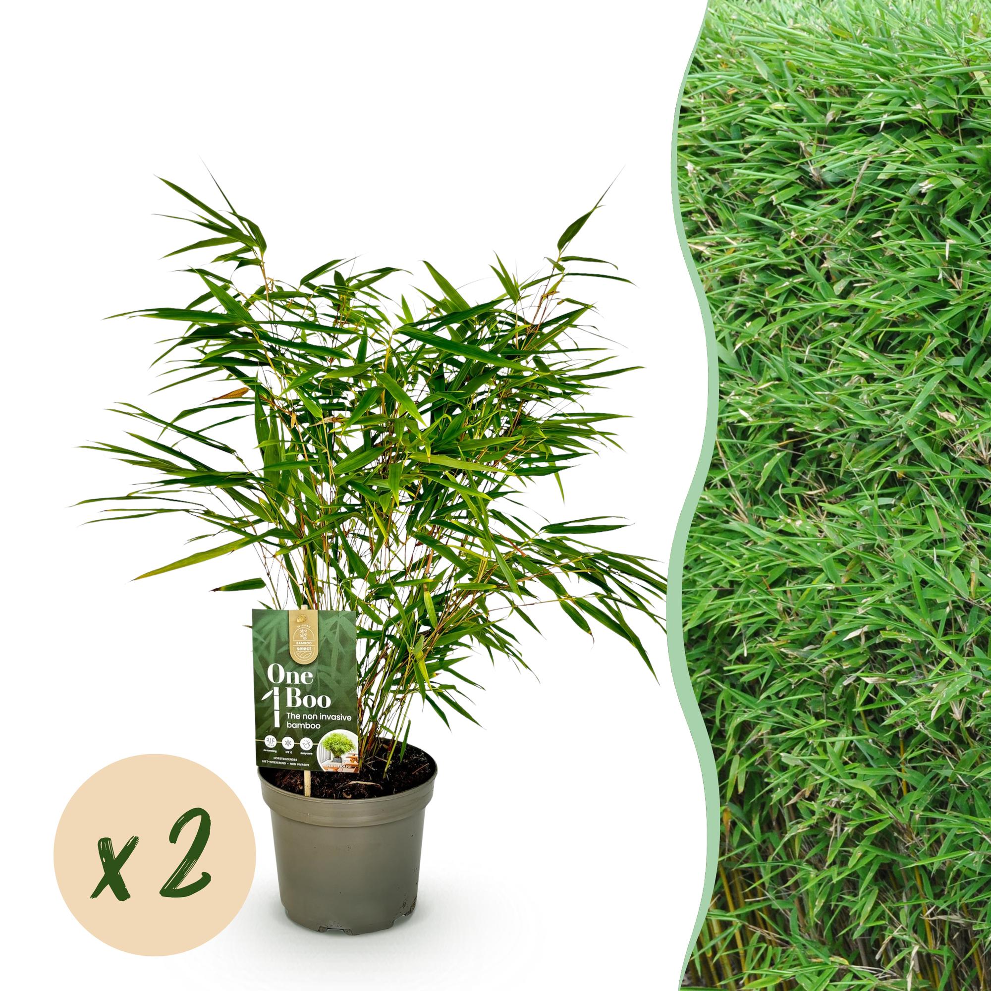 Roter Bambus - Fargesia rufa - Grün - 2 Pflanzen - Immergrün - Nicht Ausbreitend - Topf 17cm Höhe 60cm