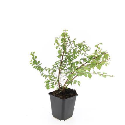 Niedrige Purpurbeere - Symphoricarpos ch. 'Hancock' - ↕10-25cm - Ø9cm 24 Stück