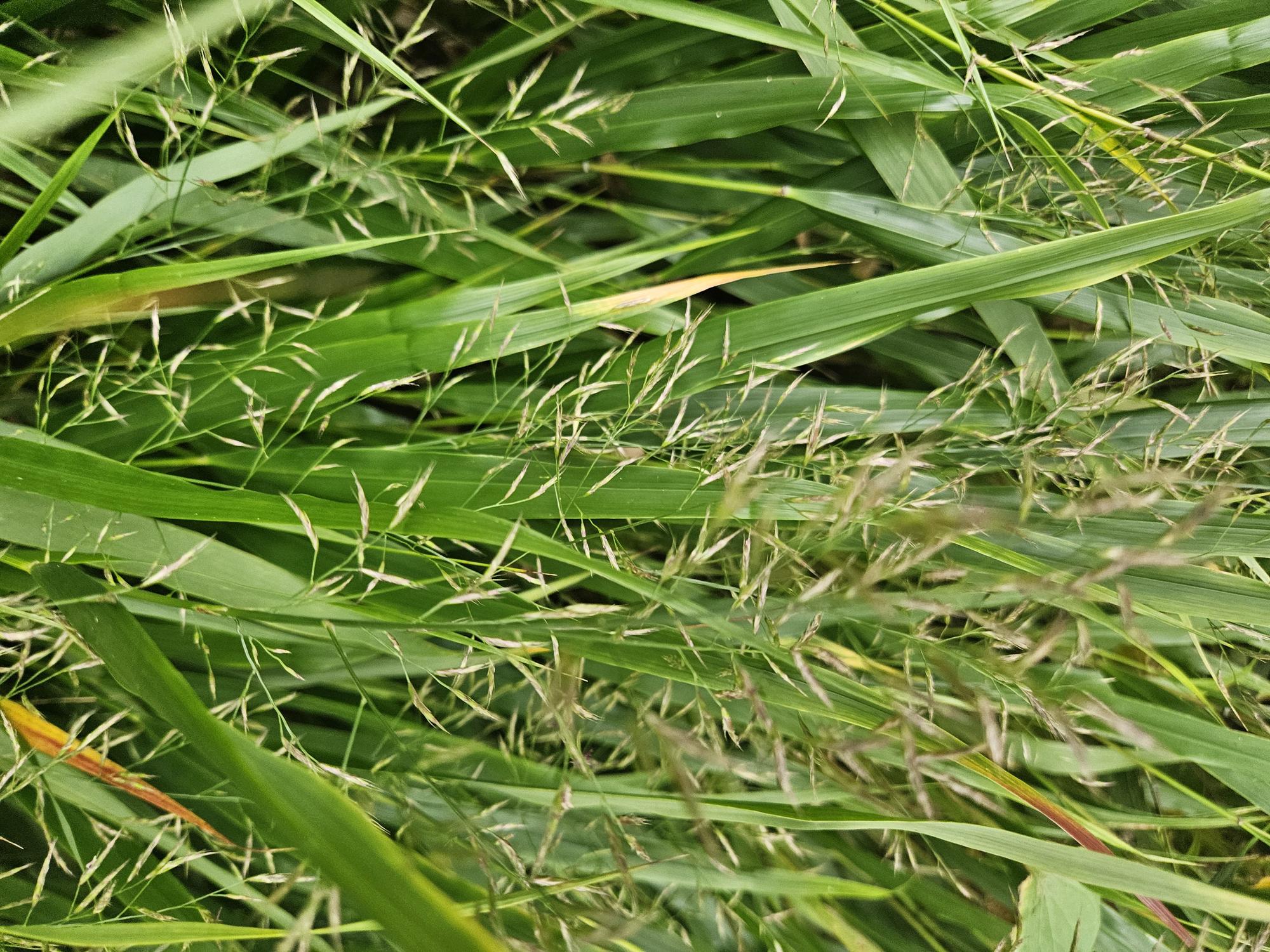 Japanisches Waldgras - Hakonechloa macra - ↕10-25cm - Ø9cm 20 Stück