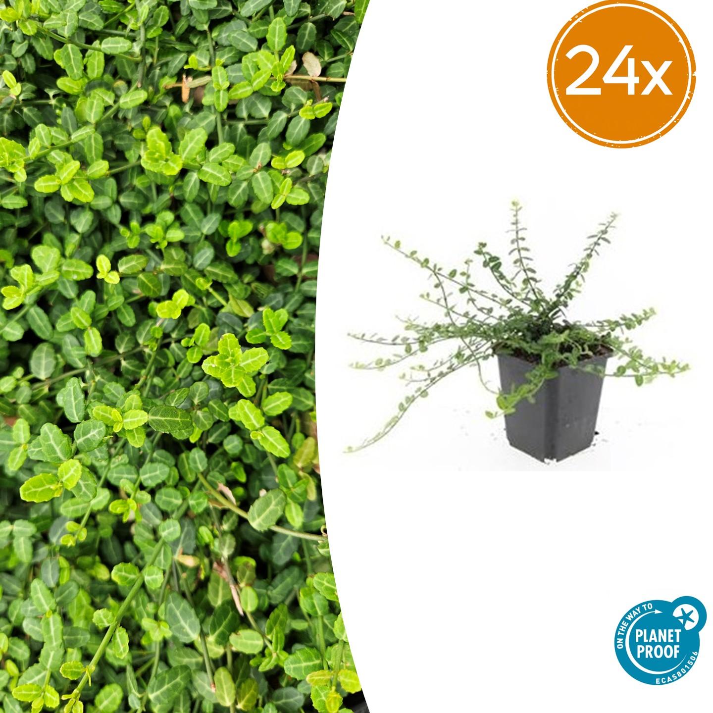 Zwergspindelstrauch - Euonymus fort. 'Minimus' - ↕10-25cm - Ø9cm 24 Stück