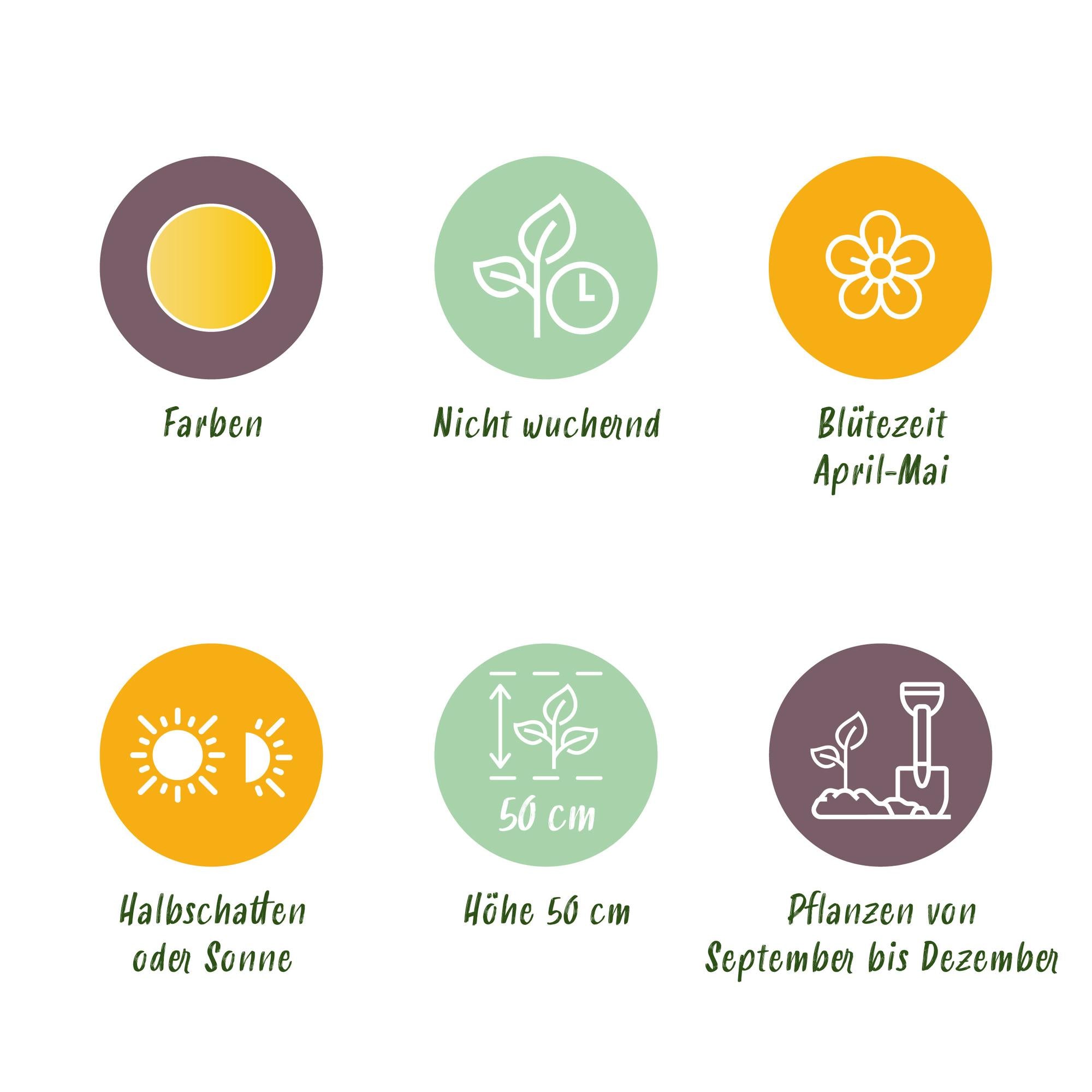 Tulpen - Tulipa Vendeeglobe - Farbe Gelb-Orange - 12 Stück - Zwiebelgröße 11/12 - XXL Pack