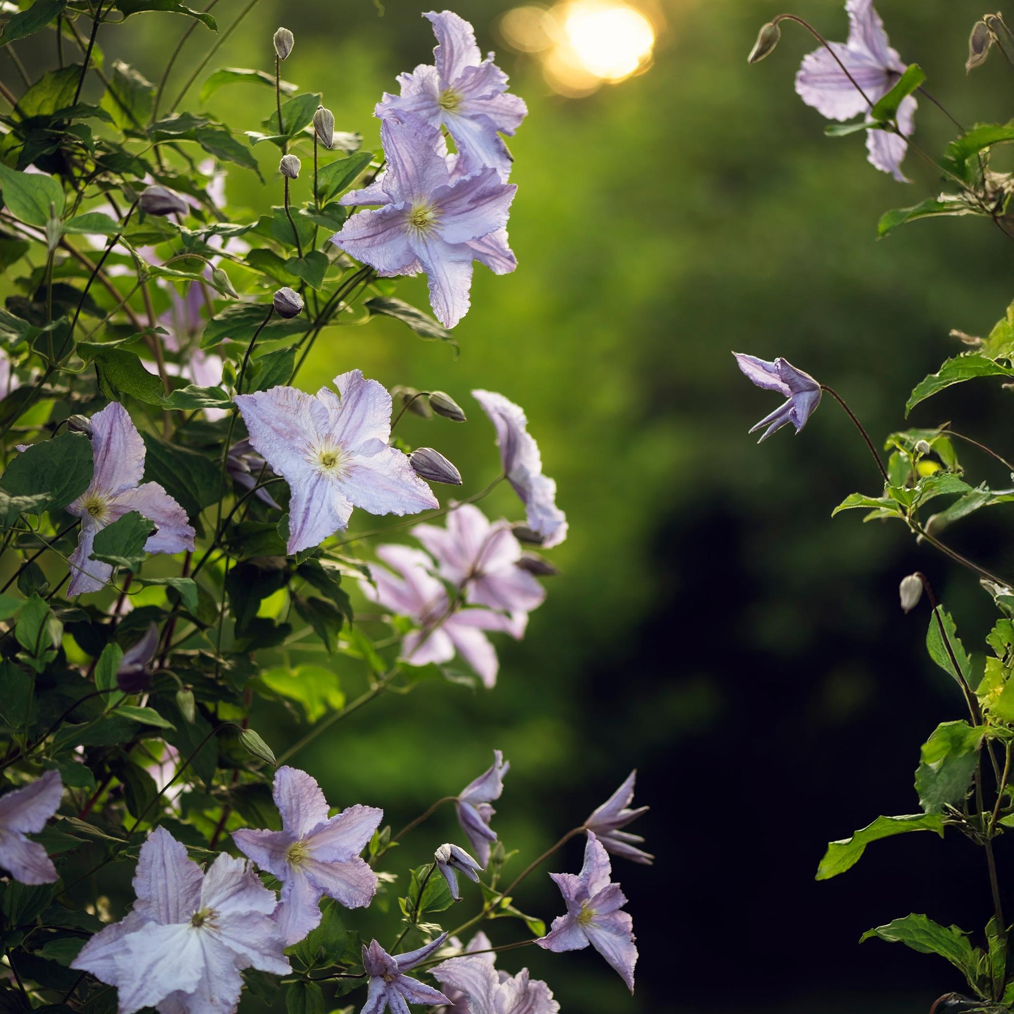Waldrebe - Clematis Blue Angel - Blüte Licht Blau - 2 Pflanzen - Topf 11cm Höhe 40cm