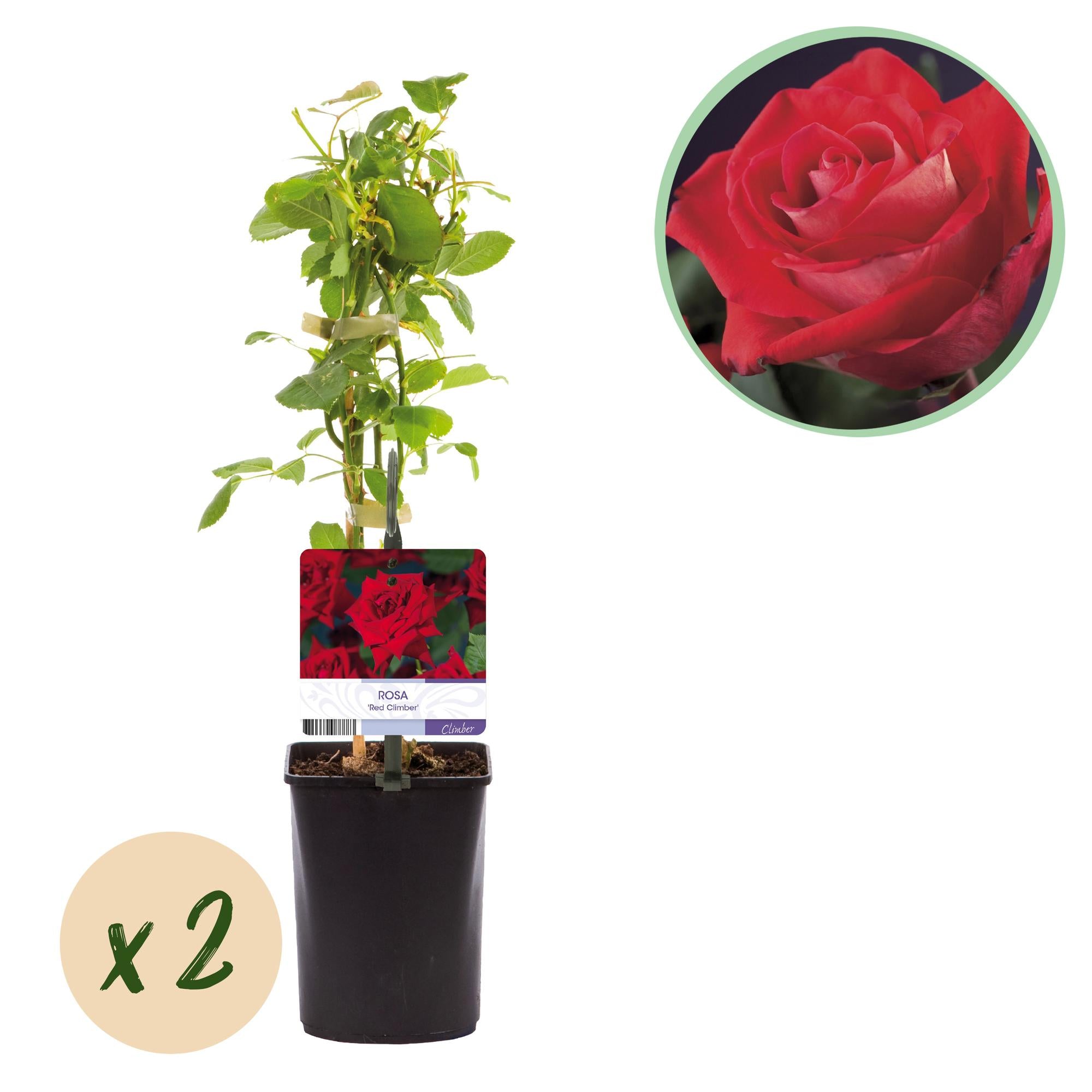 Rosen - Rosa Red Climber - Blüte Rot - Wenig Pflege - 2 Pflanzen - Topf 11cm Höhe 40cm