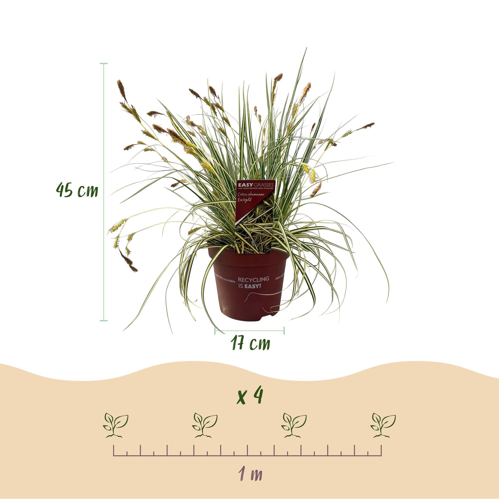 Japangoldsegge - Carex oshimensis Evergold - Gelb & Grün - 2 Pflanzen - Immergrün - Wenig Pflege - Topf 17cm Höhe 50cm