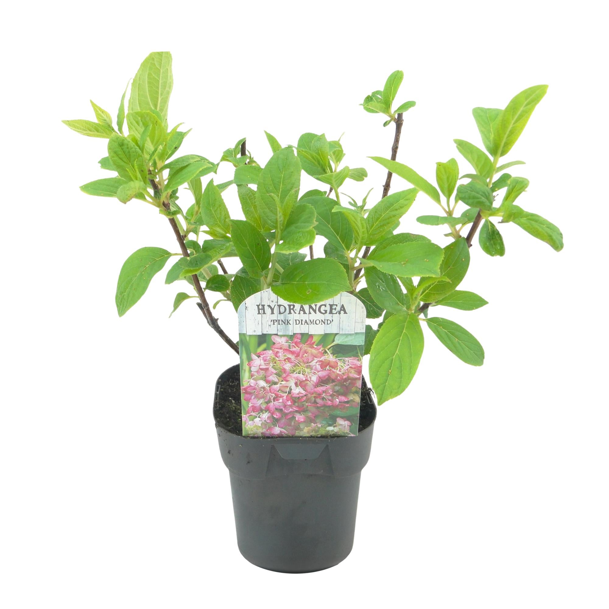 Rispenhortensie - Rispen Hortensie - Hydrangea panniculata Pink Diamond - Blüte Weiß Rosa - 1 Pflanze - Laubabwerfend - Große Blüten - Topf 17cm Höhe 50cm