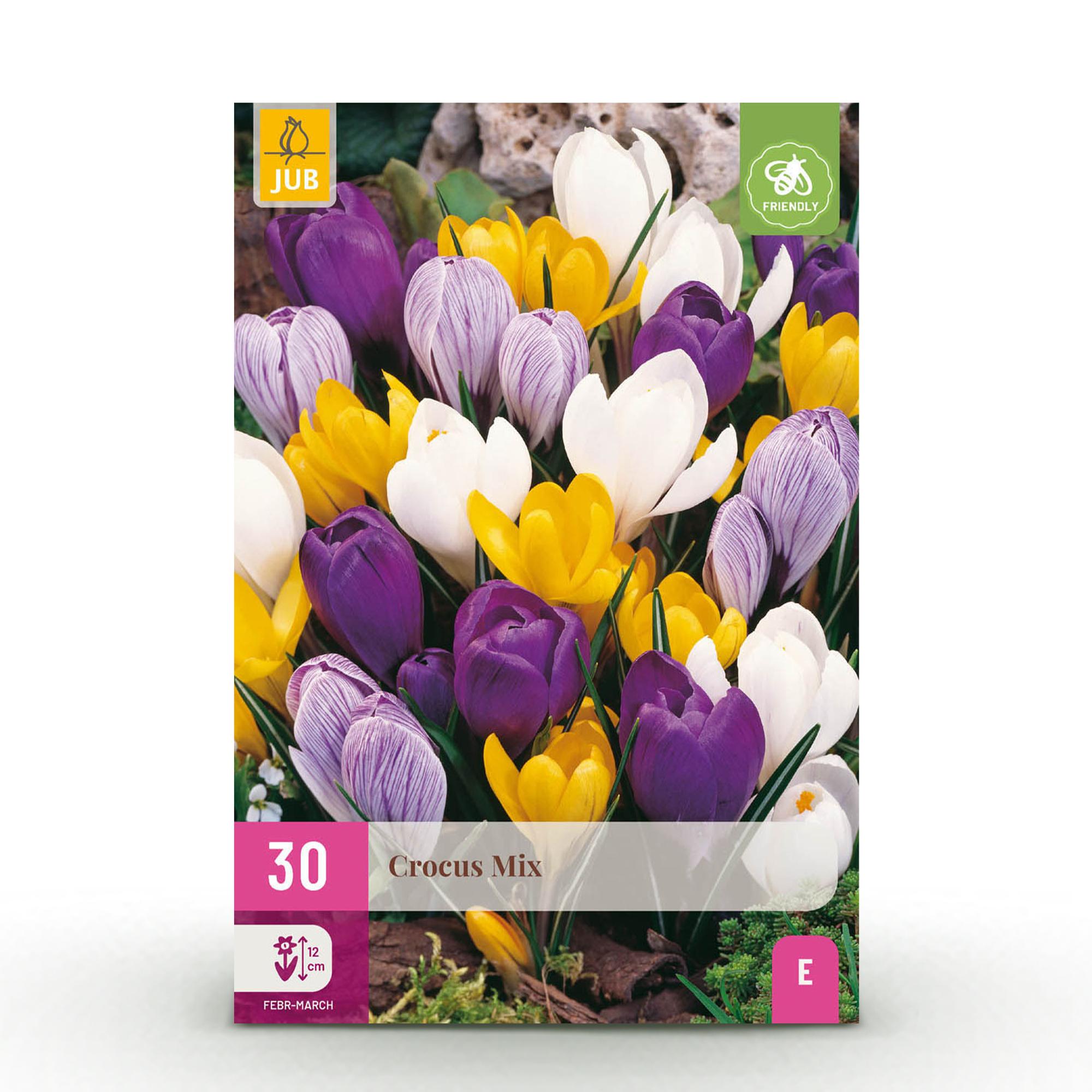 Krokuse Mix - Blumenzwiebeln - Crocus Large Flowering mix - Verschiedene Farben - 30 Stück - Zwiebelgröße 7/8 - XXL Pack