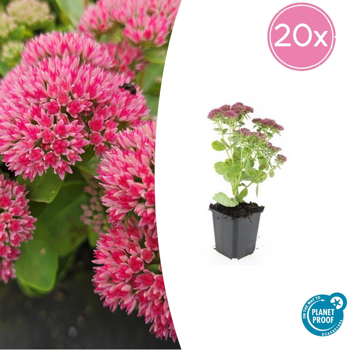 Fetthenne - Sedum 'Herbstfreude' - ↕10-25cm - Ø9cm 20 Stück