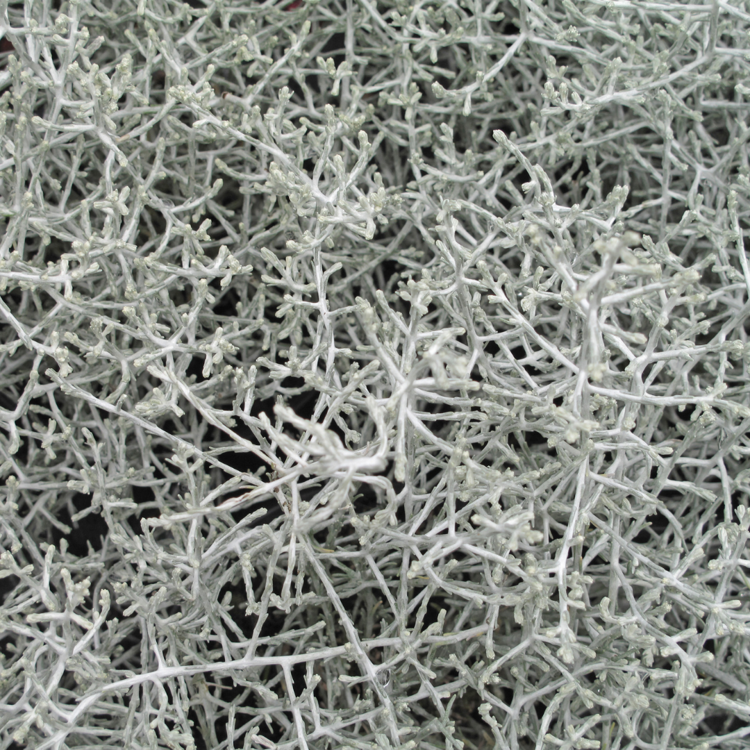 Stacheldrahtpflanze - Calocephalus (Silberstrauch) – 10 cm Ø – 15 cm ↕ 6 Stück