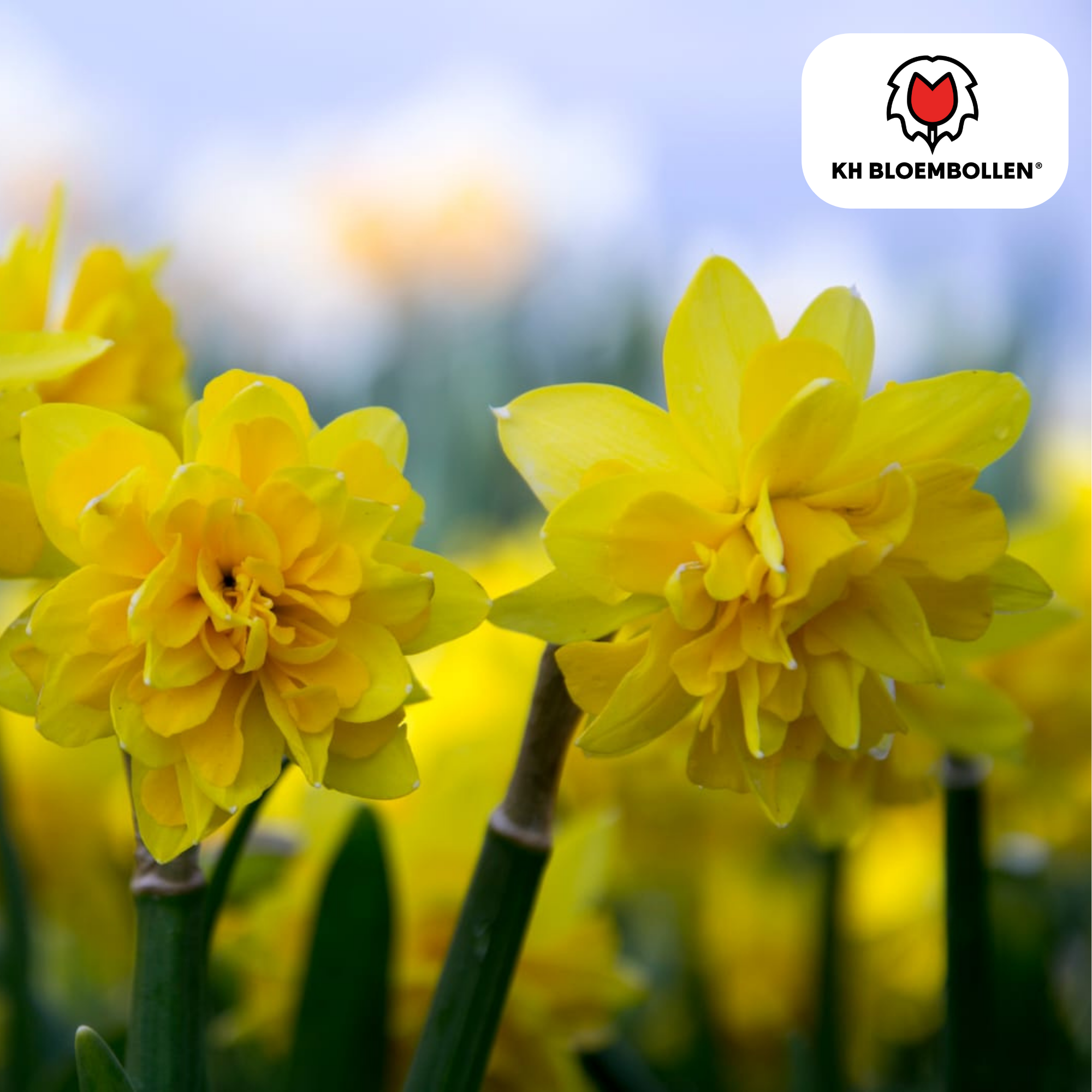 Narzissen - Narcis Tête de Luxe 25 Stück