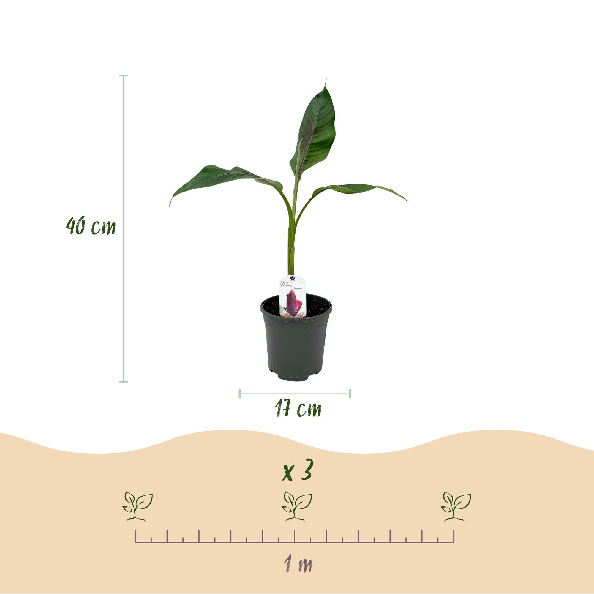 Himalayabanane - Bananenpflanze Musa sikkemensis Red Tiger - Winterhart - 2 Pflanzen - Topf 17cm Höhe 40cm
