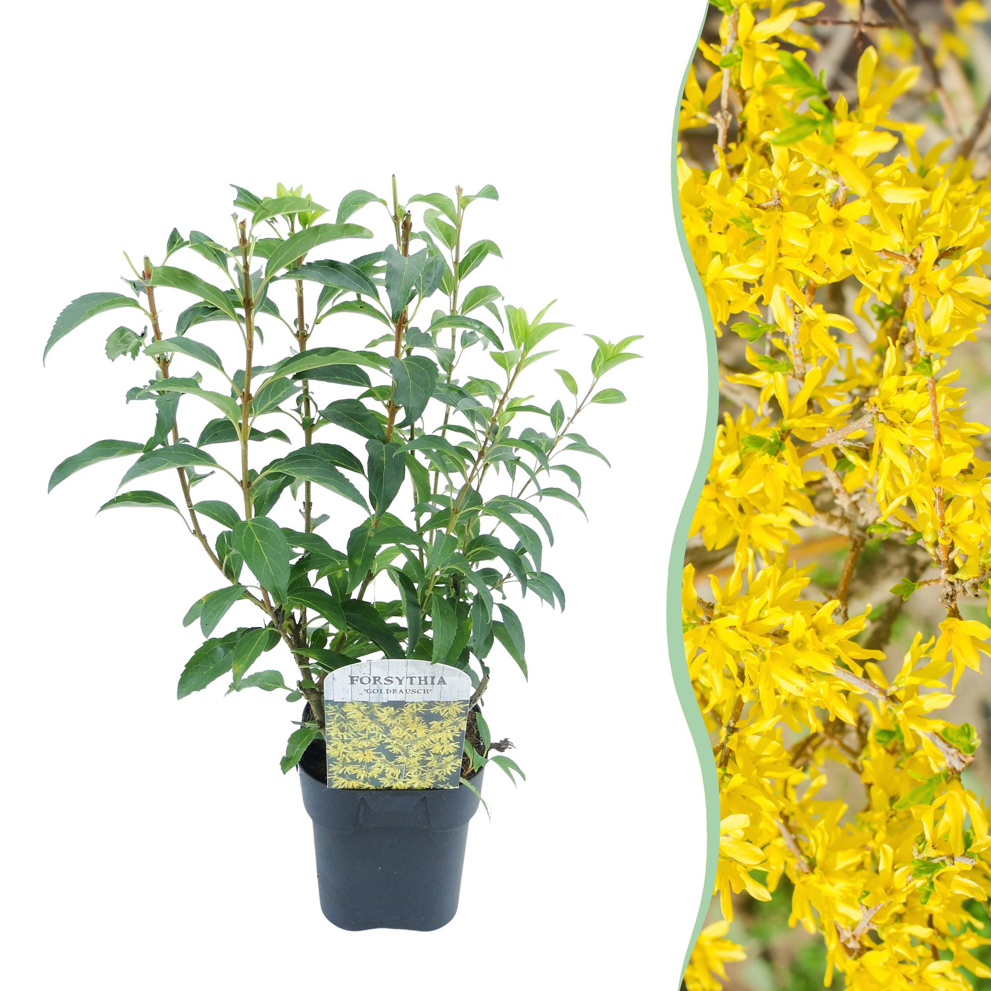 Forsythie - Forsythia intermedia Goldrausch - Blüte Gelb - 1 Pflanze - Laubabwerfend - Wenig Pflege - Topf 17cm Höhe 45cm