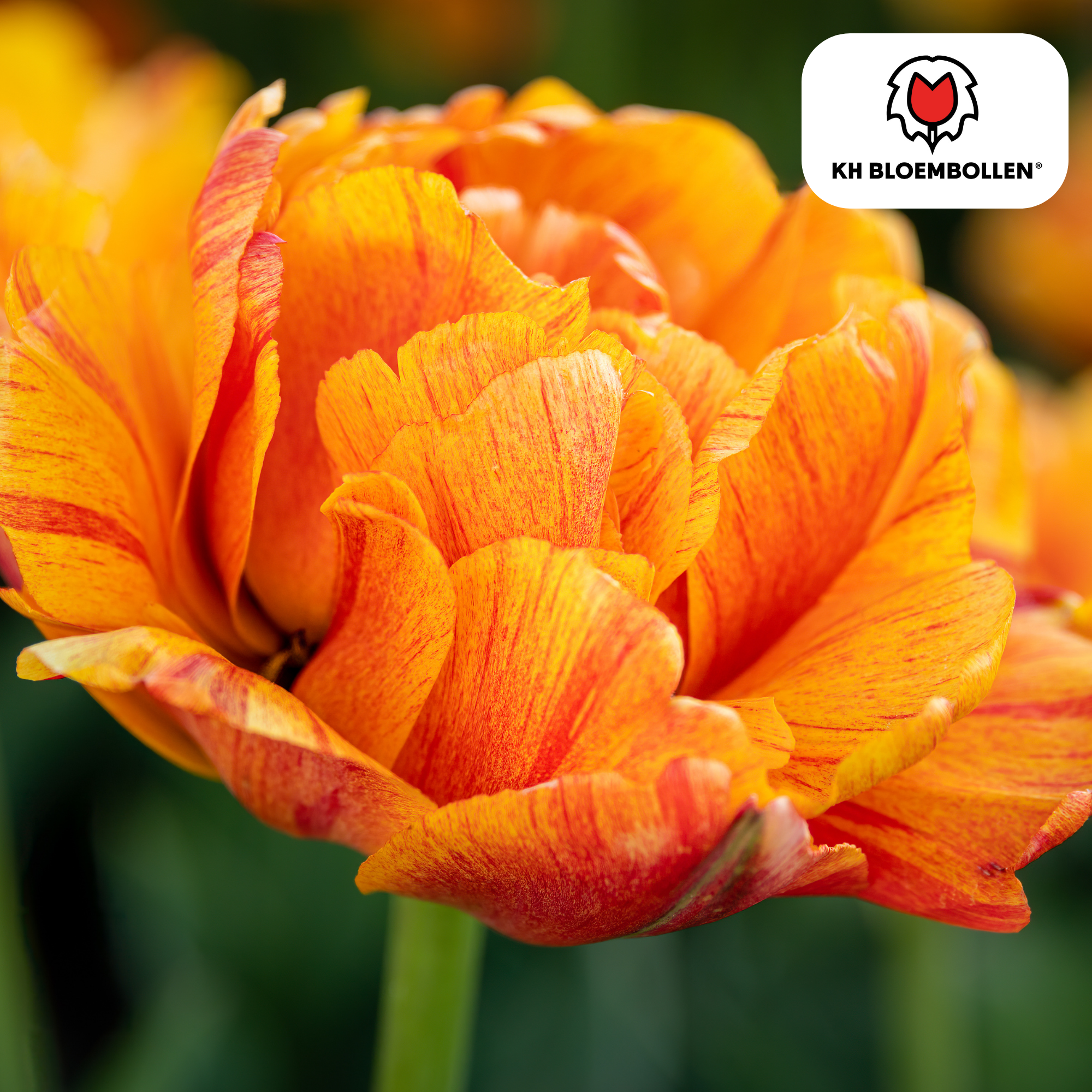 Tulpen - Tulipa Gudoshnik Double – 20 Stück - Gelbe, orangefarbene und rote doppeltblütige Tulpe – pfingstrosenartig und farbenfroh – für den Garten oder Topf – Größe 11/12 – frisch vom Züchter