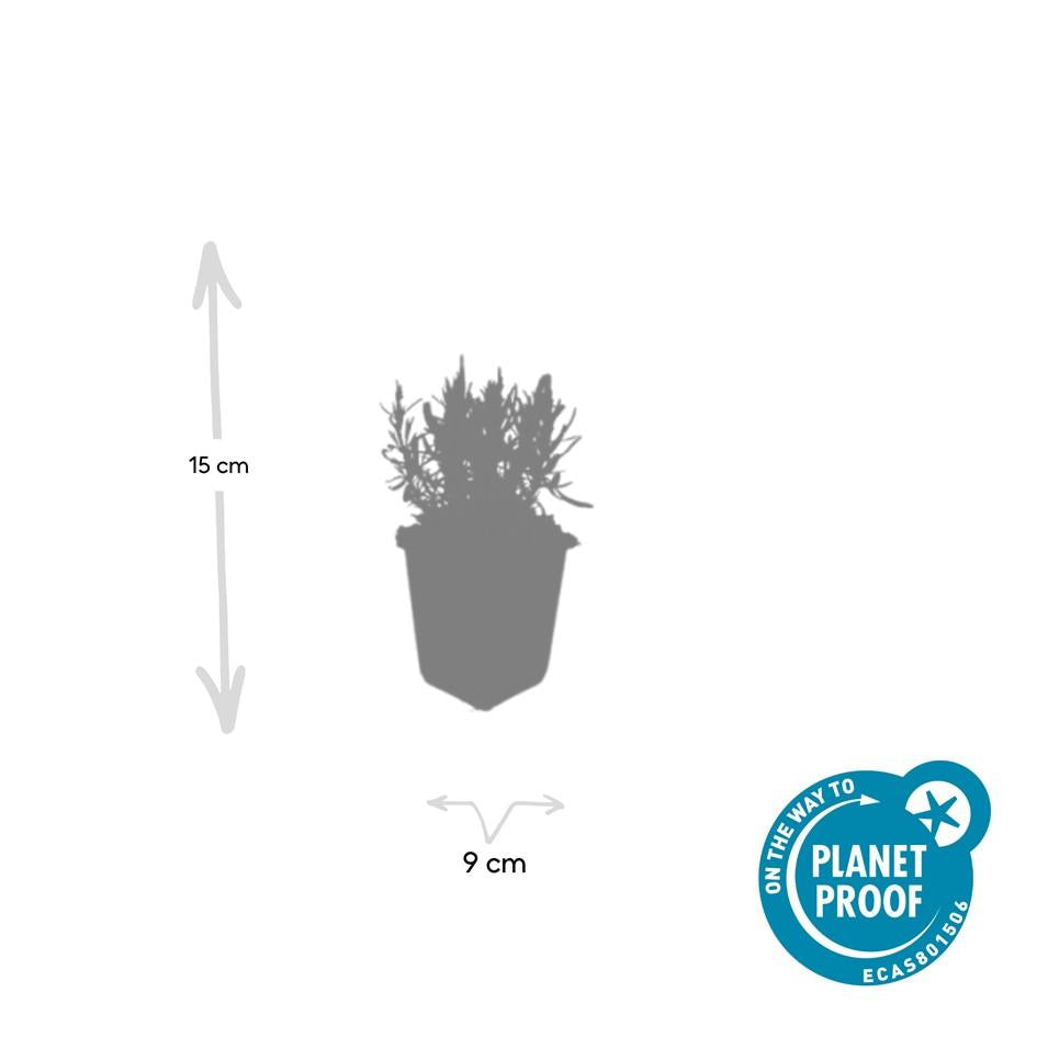 Lavendel - Lavandula ang. 'Munstead' - ↕10-25cm - Ø9cm 20 Stück