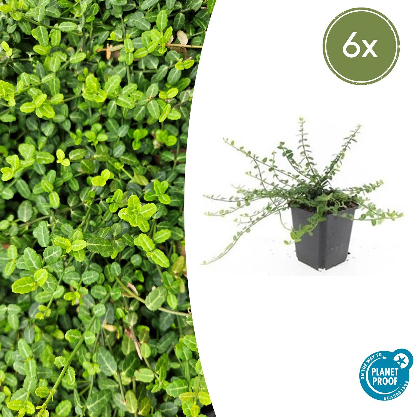 Zwergspindelstrauch - Euonymus fort. 'Minimus' - ↕10-25cm - Ø9cm 6 Stück