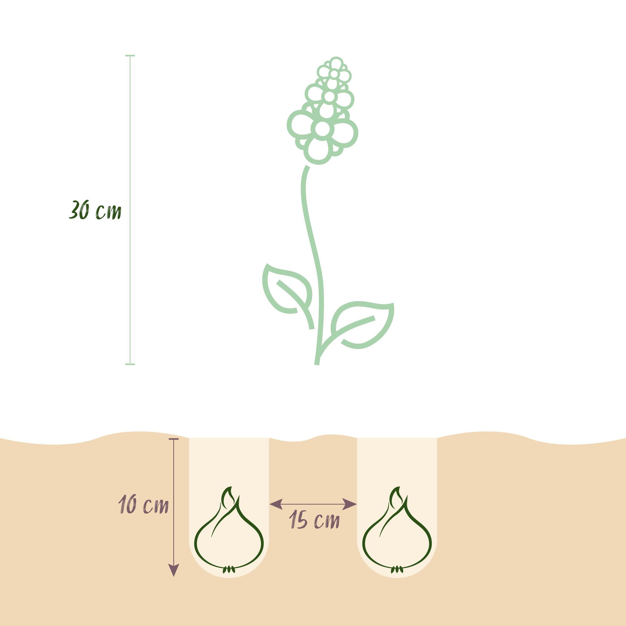 Traubenhyazinthe - Muscari White Magic - Farbe Weiß - 50 Stück - Zwiebelgröße 6/7 - XXL Pack