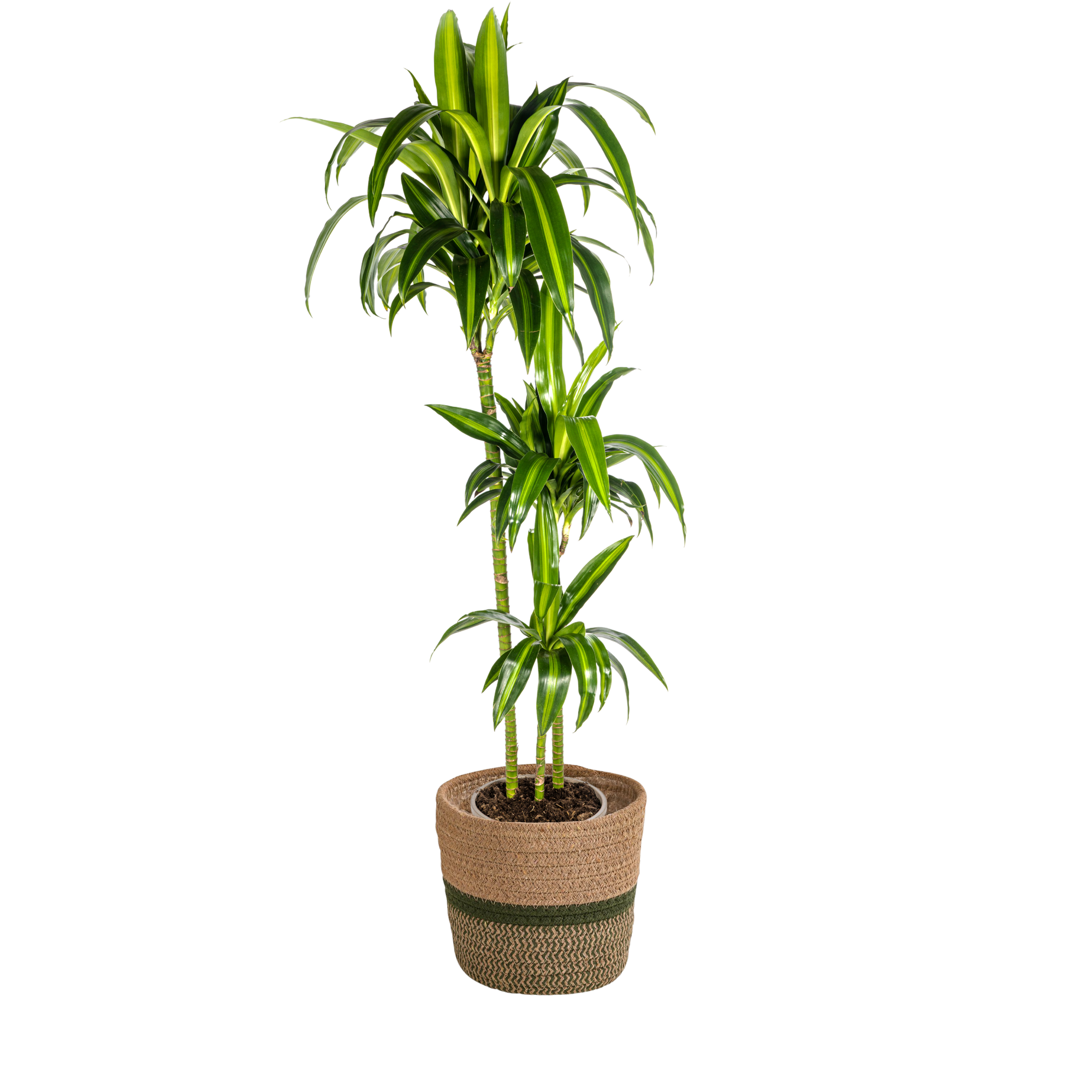 Drachenbaum - Dracaena Deremensis Hawaiian Sunshine mit Korb Ø24cm - ↕130 - 150cm