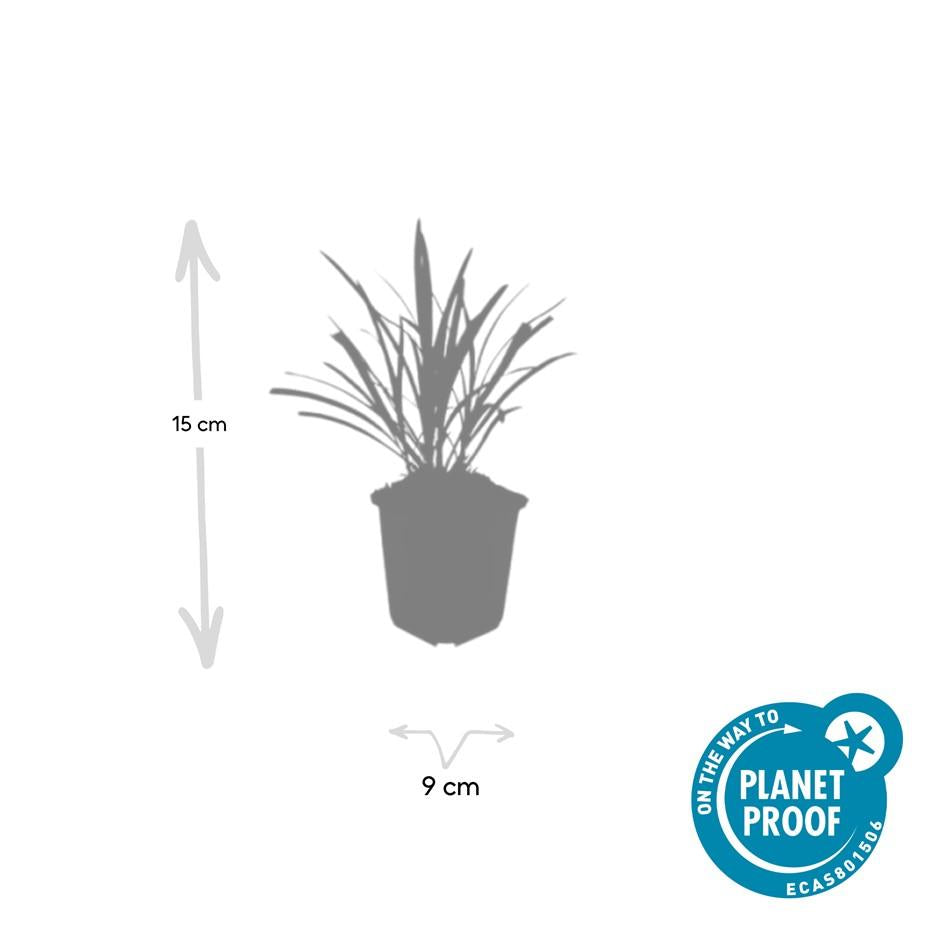 Glöckchentraube - Liriope muscari 'Ingwersen' - ↕10-25cm - Ø9cm 48 Stück