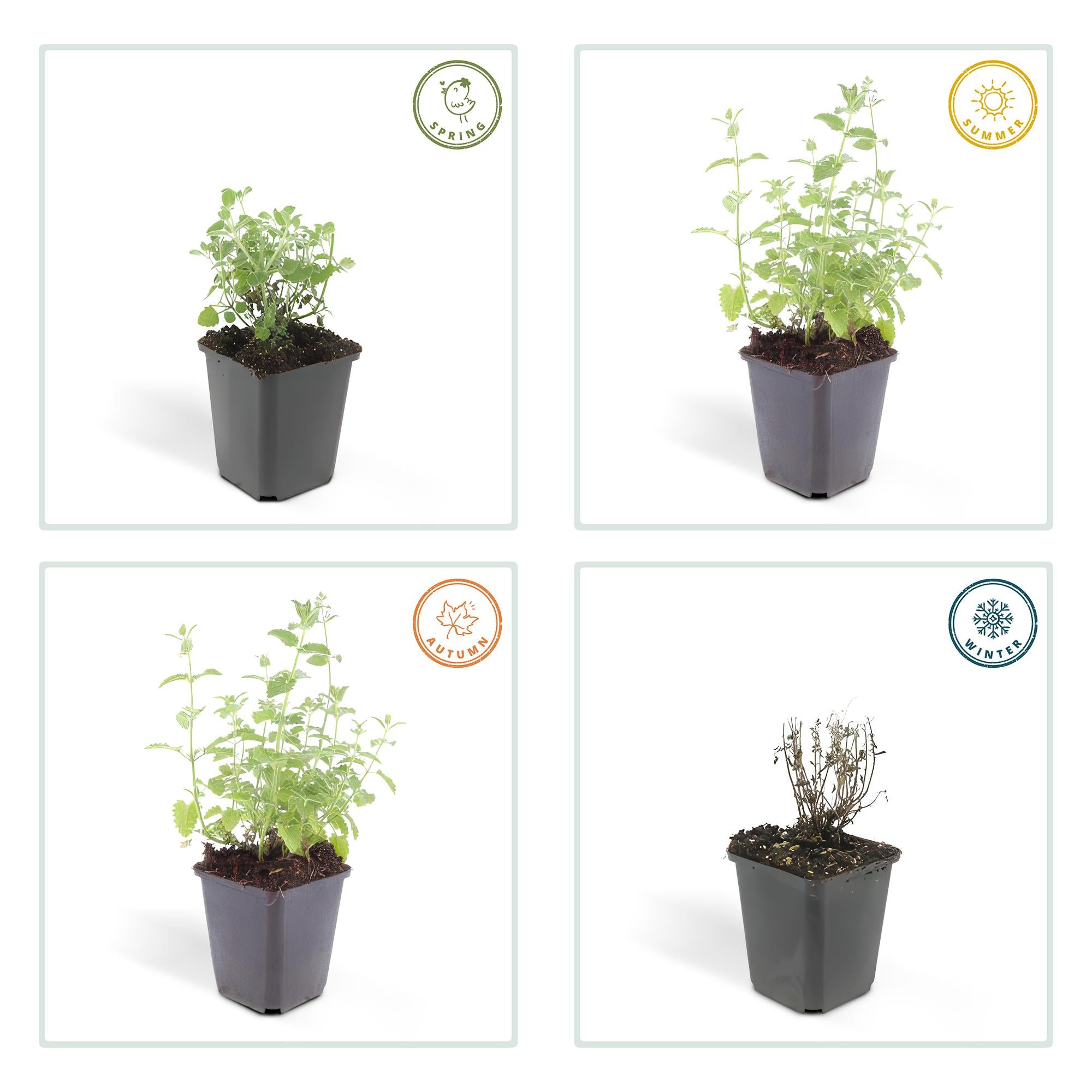 Katzenminze -  Nepeta 'Six Hills Giant' - ↕10-25cm - Ø9cm 48 Stück