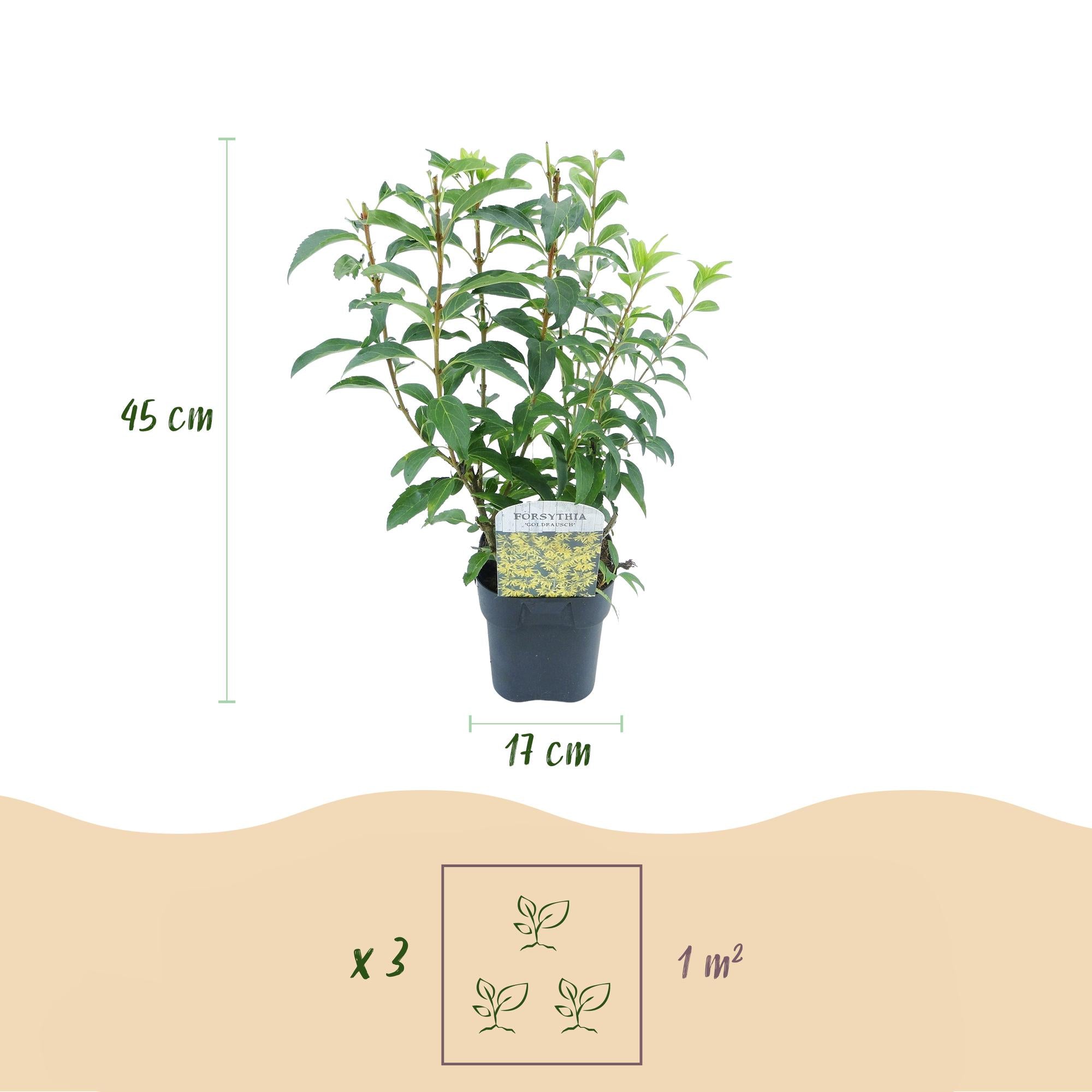 Forsythie - Forsythia intermedia Goldrausch - Blüte Gelb - 1 Pflanze - Laubabwerfend - Wenig Pflege - Topf 17cm Höhe 45cm
