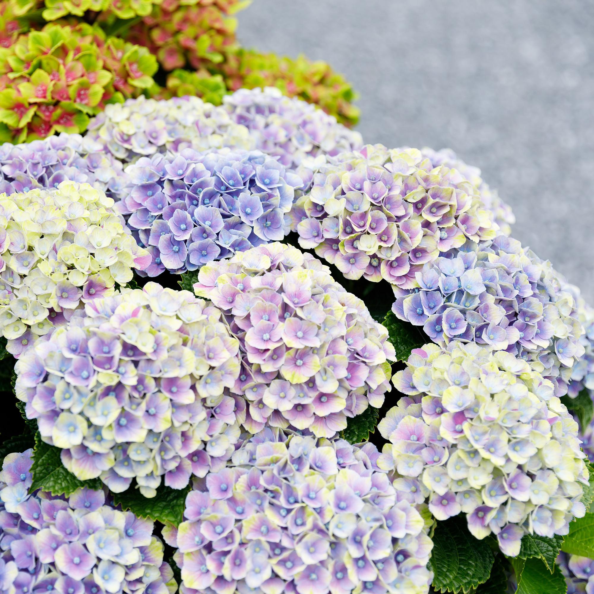 Hortensie - Hydrangea Magical Jewel Blue - Blau - 6-10 Blumen - 2 Pflanzen - Topf 23cm Höhe 55cm