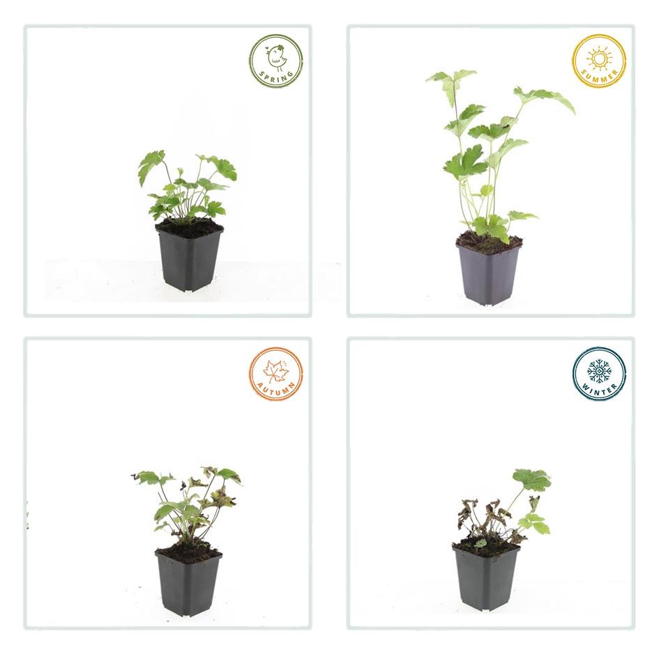 Herbstanemone - Anemone tom. 'Robustissima' - ↕10-25cm - Ø9cm 48 Stück