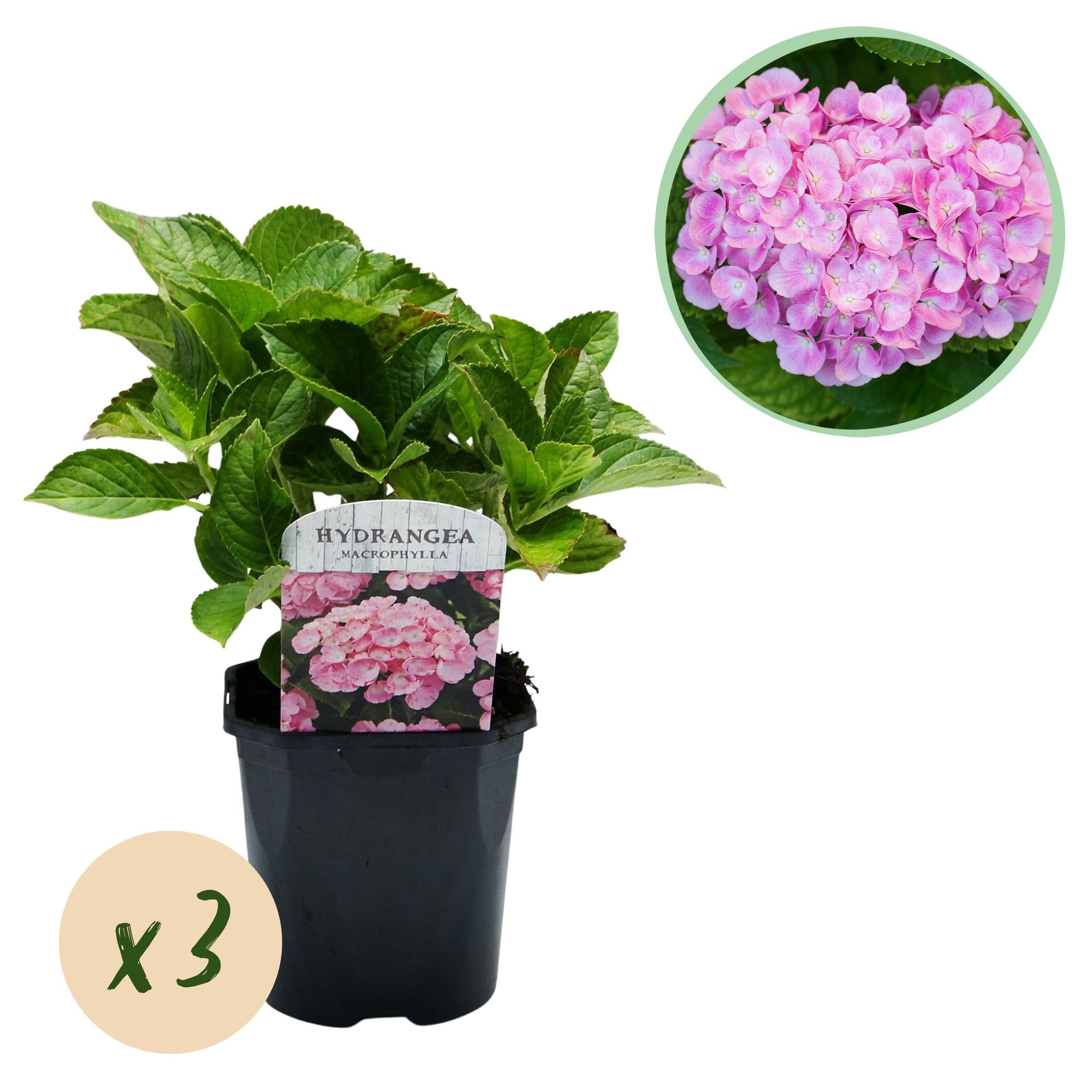 Gartenhortensie - Hortensie - Hydrangea macrophylla Pink - Blume Rosa - 3 Pflanzen - 1 m2 - Laubabwerfend - Wenig Pflege - Topf 17cm Höhe 30cm