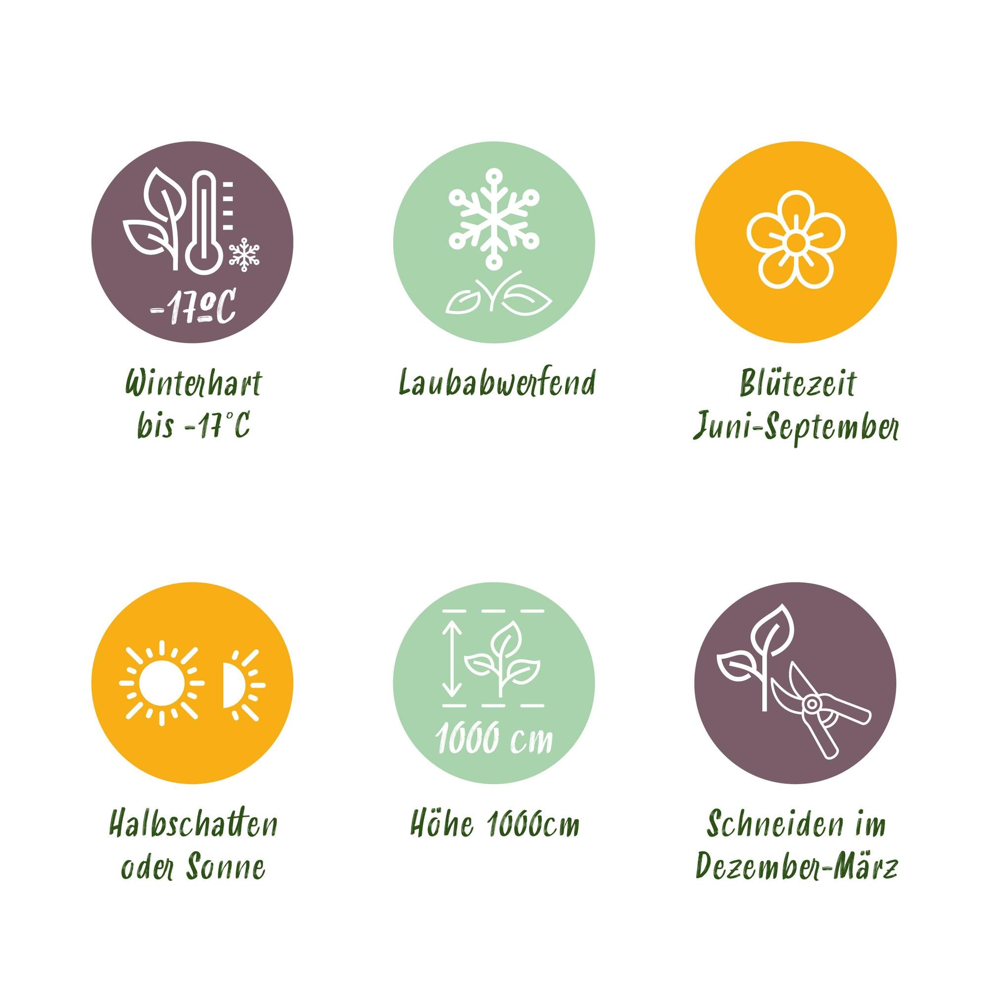 Rosen - Rosa Red Climber - Blüte Rot - Wenig Pflege - 2 Pflanzen - Topf 11cm Höhe 40cm