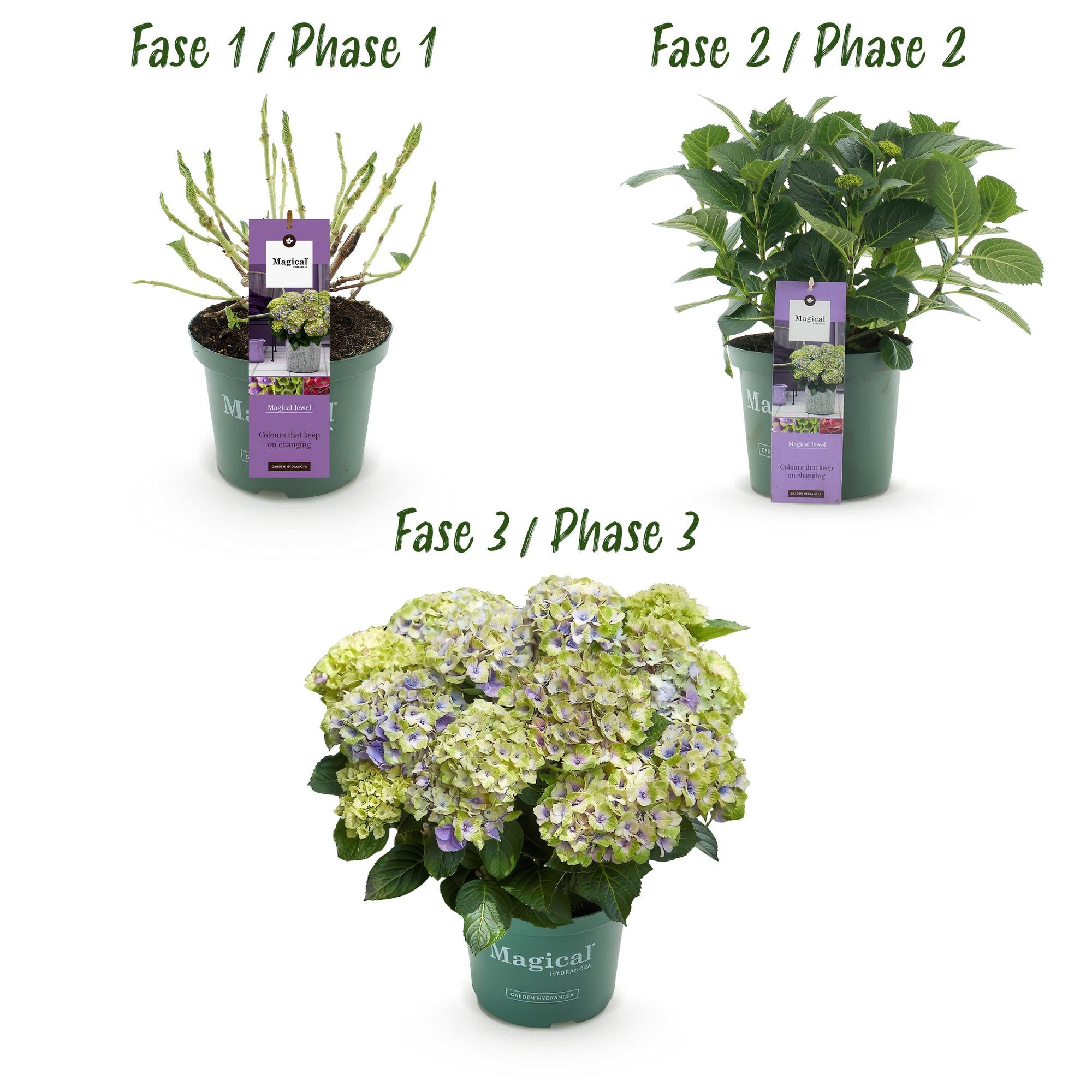 Hortensie - Hydrangea Magical Jewel Blue - Blau - 6-10 Blumen - 2 Pflanzen - Topf 23cm Höhe 55cm