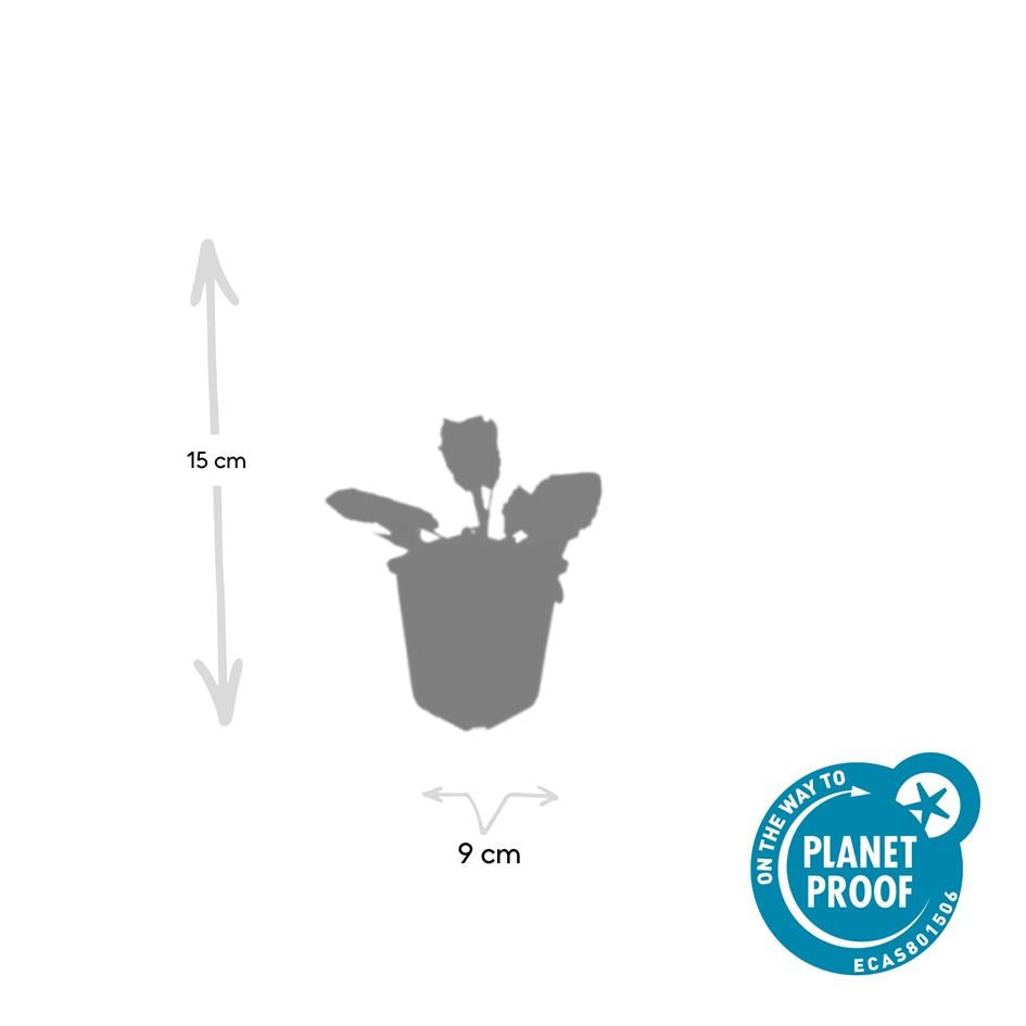 Steppensalbei - Salvia nem. 'Mainacht' - ↕10-25cm - Ø9cm 48 Stück