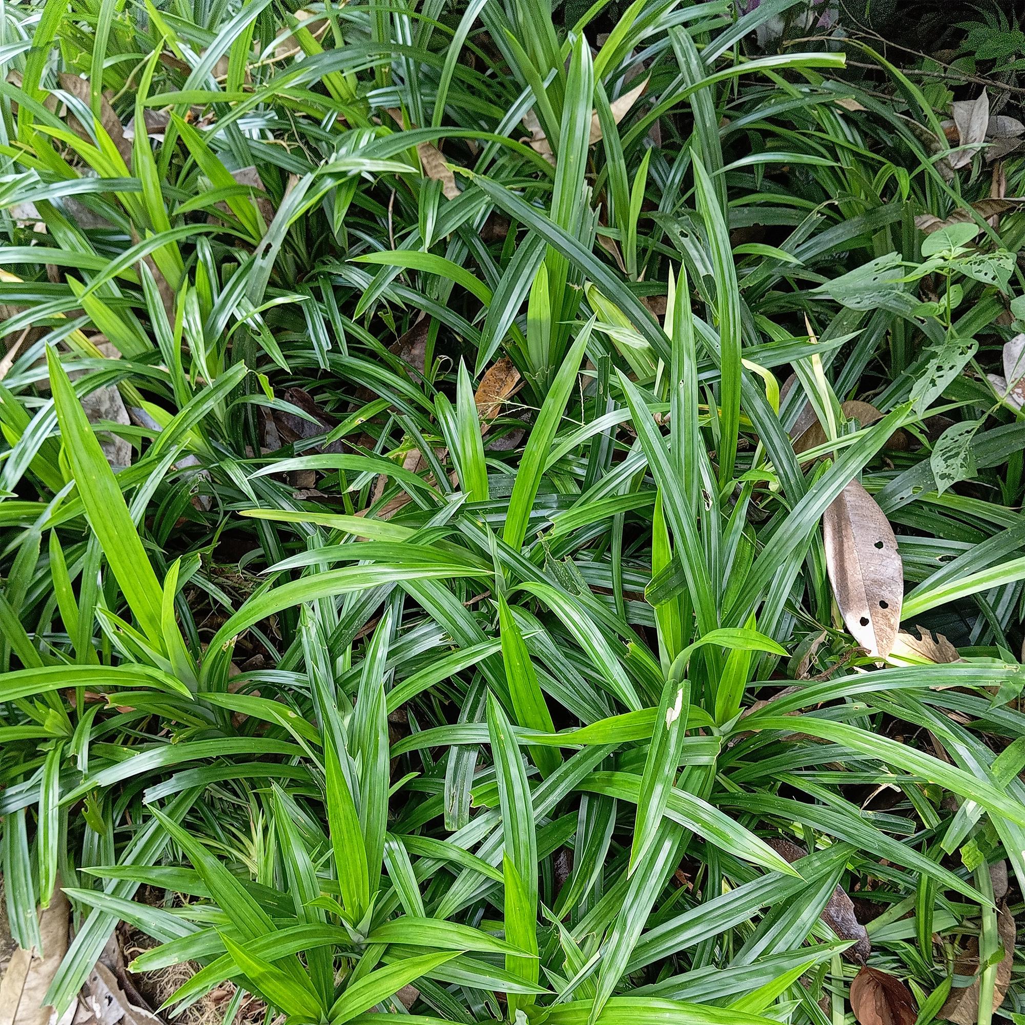 Ziergras Irish Green - Carex morrowii Irish Green - Grün & Gelb - 2 Pflanzen - Immergrün - Pflegeleicht - Topf 17cm Höhe 50cm