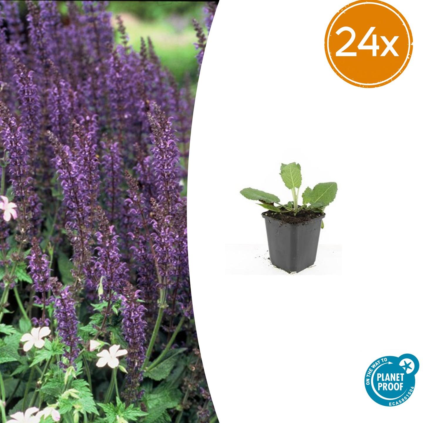Steppensalbei - Salvia nem. 'Mainacht' - ↕10-25cm - Ø9cm 24 Stück