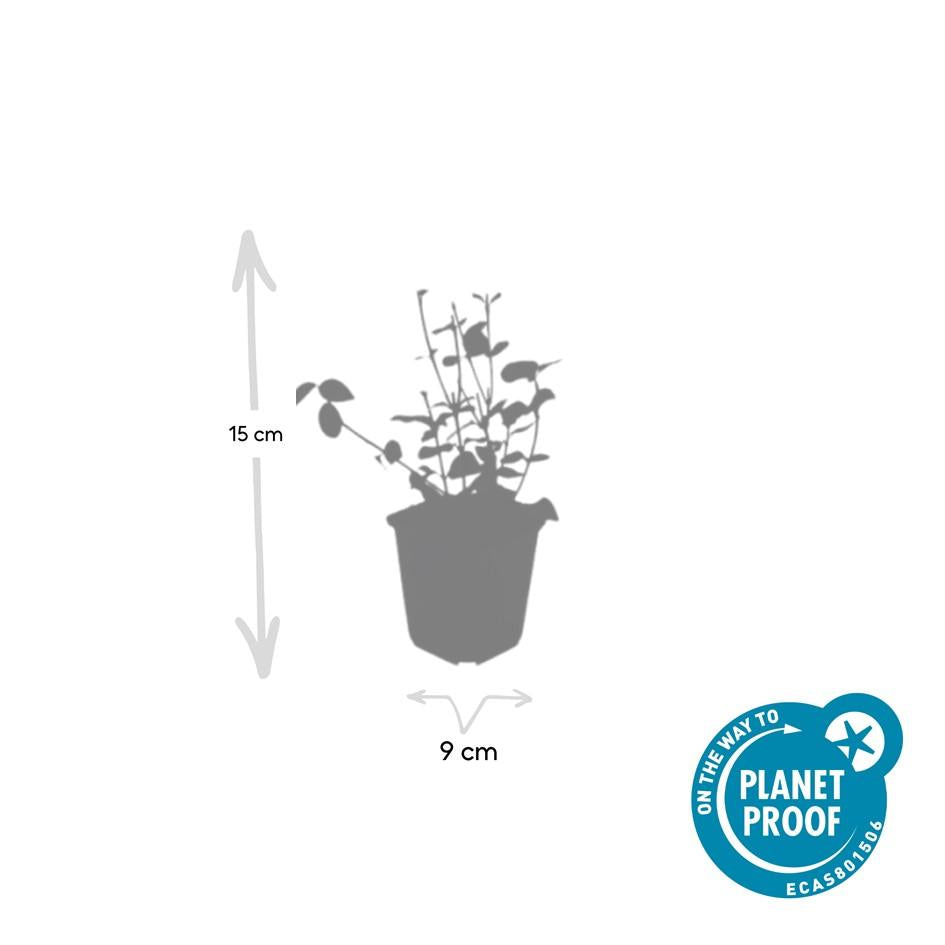 Purpur Kriechspindel - Euonymus fort. 'Coloratus' - ↕10-25cm - Ø9cm 48 Stück