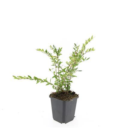 Immergrüne Kriechheckenkirsche - Lonicera pileata 'Purple Pearl' - ↕10-25cm - Ø9cm 24 Stück