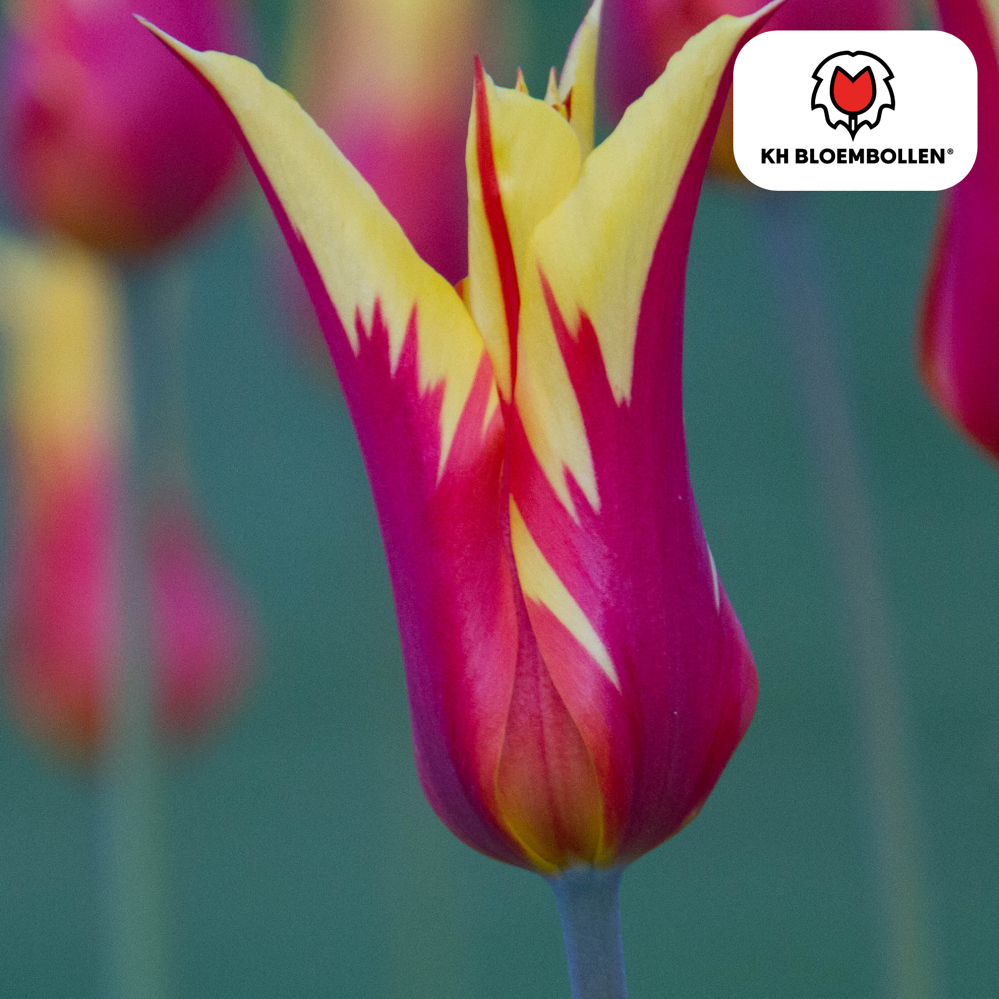 Tulpen - Tulipa Fire Wings – 20 Stück - Rot-Gelb Flammende Tulpe – Feuerrot & Auffällig – Für Garten oder Topf – Größe 11/12 – Frisch vom Züchter