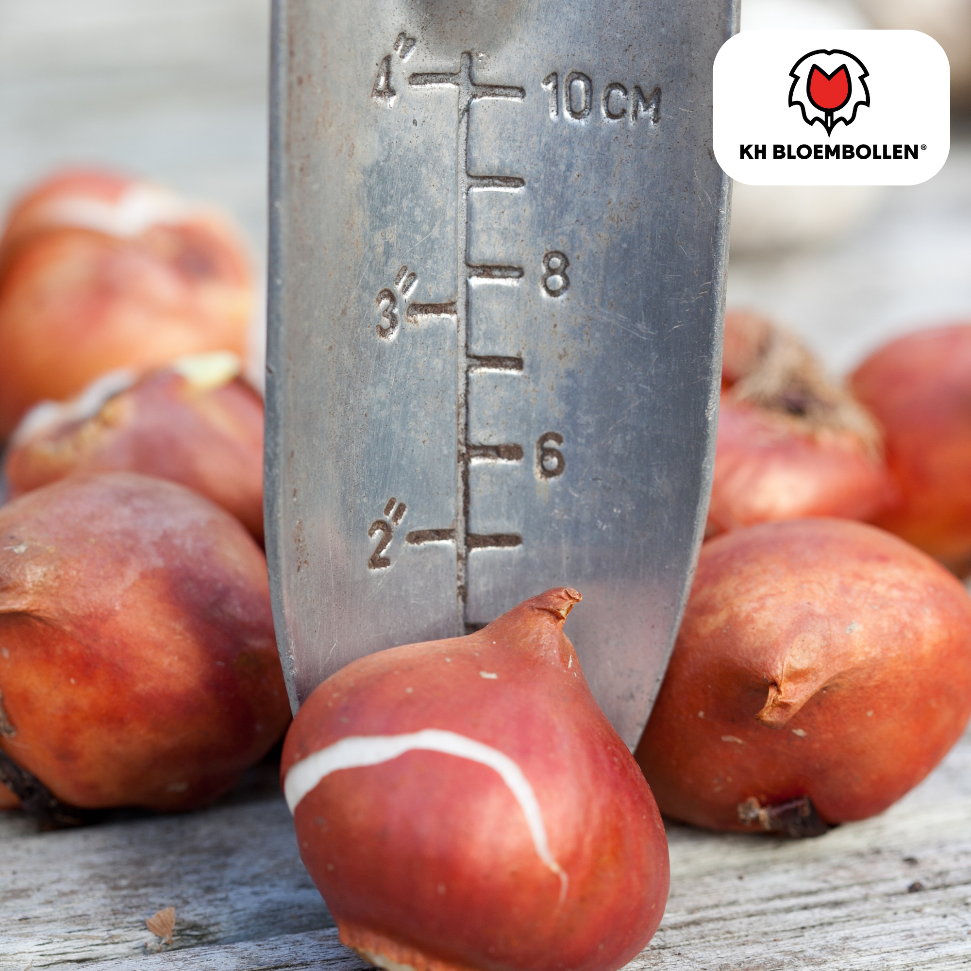 Tulpen - Tulipa Dafeng – 20 Stück - Orange Tulpe – Großblumig & Elegant – Für Garten oder Topf – Größe 11/12 – Frisch vom Züchter!