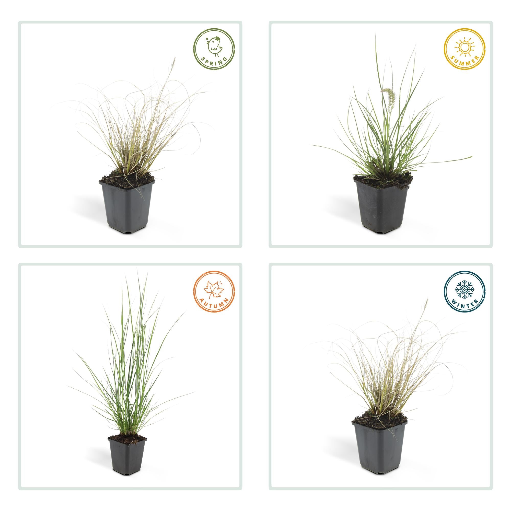 Lampenputzergras - Pennisetum alopecuroides 'Hameln' - ↕10-25cm - Ø9cm 48 Stück